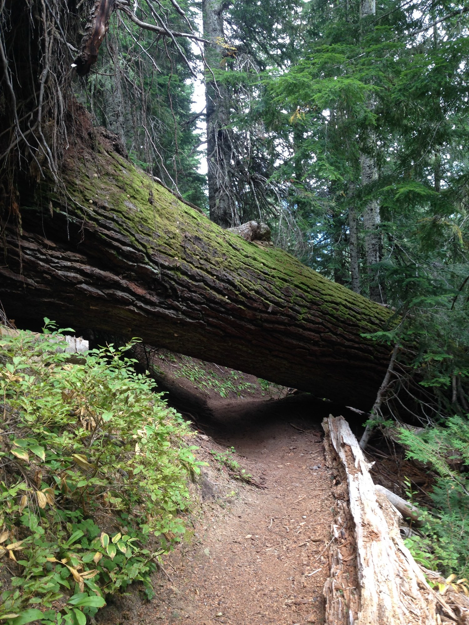 A huge, moss-covered tree fallen across a trail.