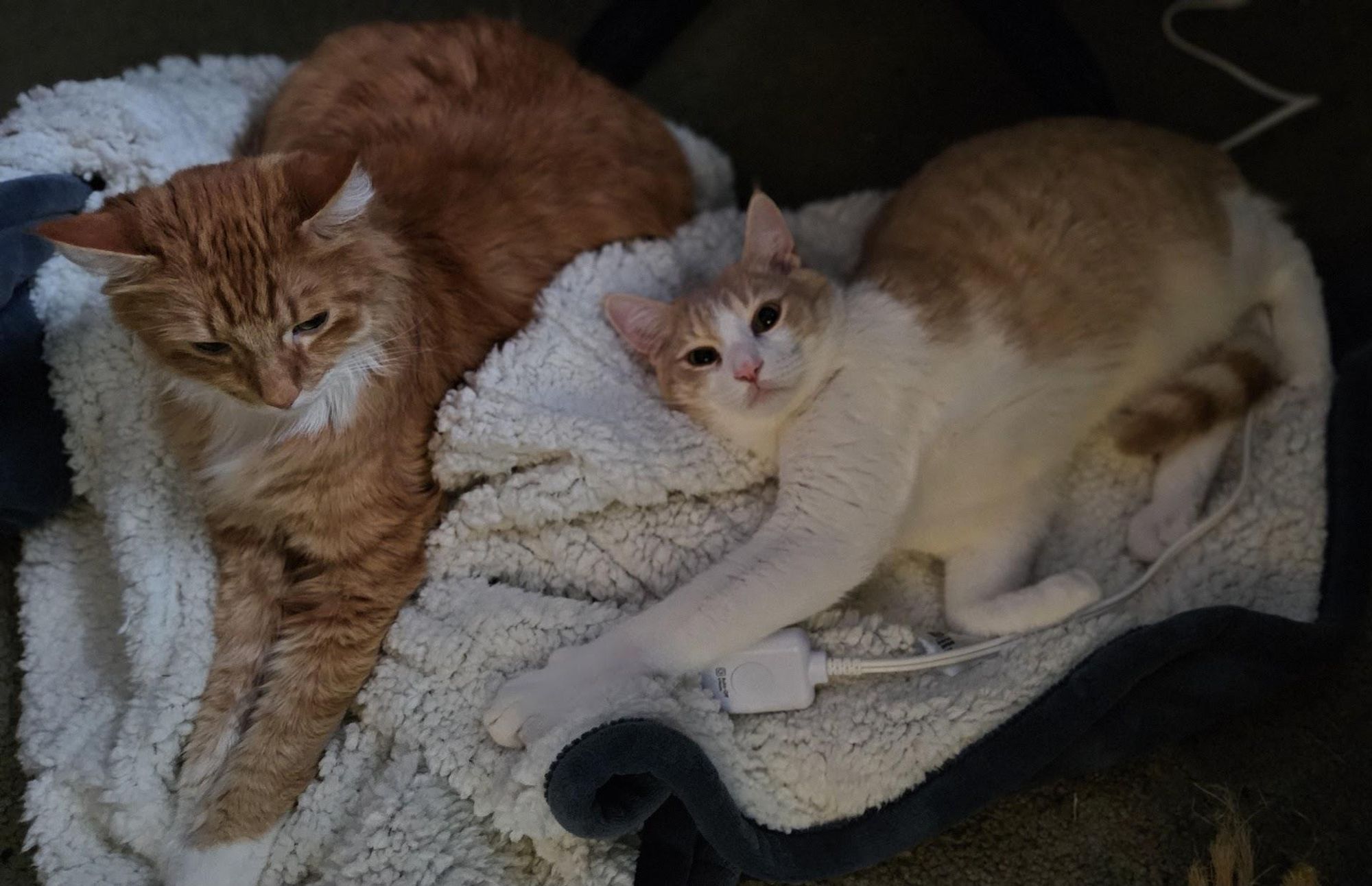 Two cats are depicted in the image. They are cuddling on a white furry blanket with a dark blue edge. The first cat is an orange tabby with white paws and a white chest. It is lying on its side with its head down, displaying a relaxed posture. The second cat is white with orange tabby markings on its back. It is lying on its belly with its paws outstretched and its head tilted to the side, also appearing at ease. An electrical cord, colored white, can be seen running under the cats. Overall, the cats seem to be enjoying their time together on the cozy blanket.