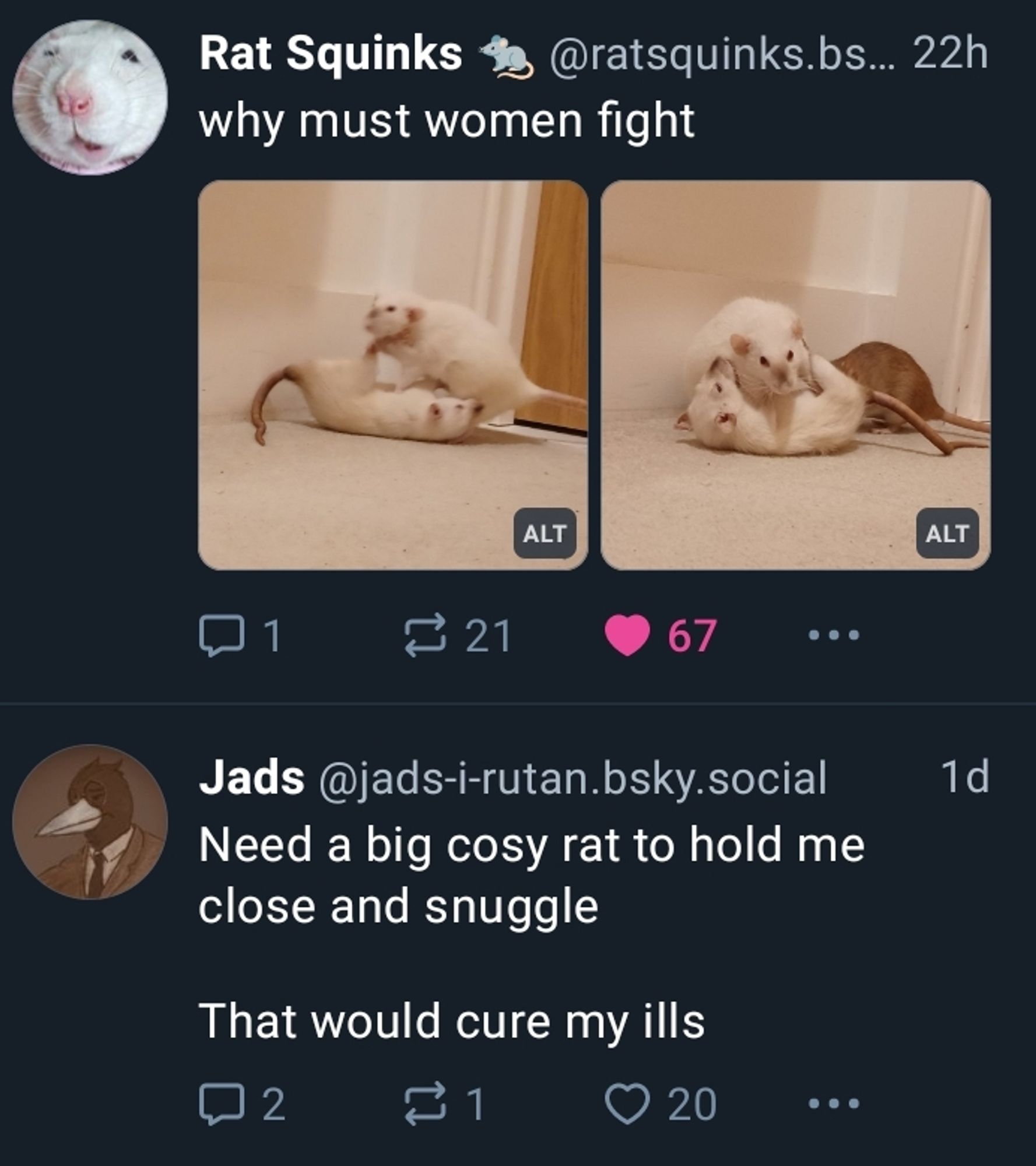 A screenshot of a Bluesky timeline
that shows two posts:

One is by the user Rat Squinks,
and has two photos of tussling rats
attached, with the post reading,
"why must women fight".

The other is by the user Jads,
reading, "Need a big cosy rat
to hold me close and snuggle

That would cure my ills".