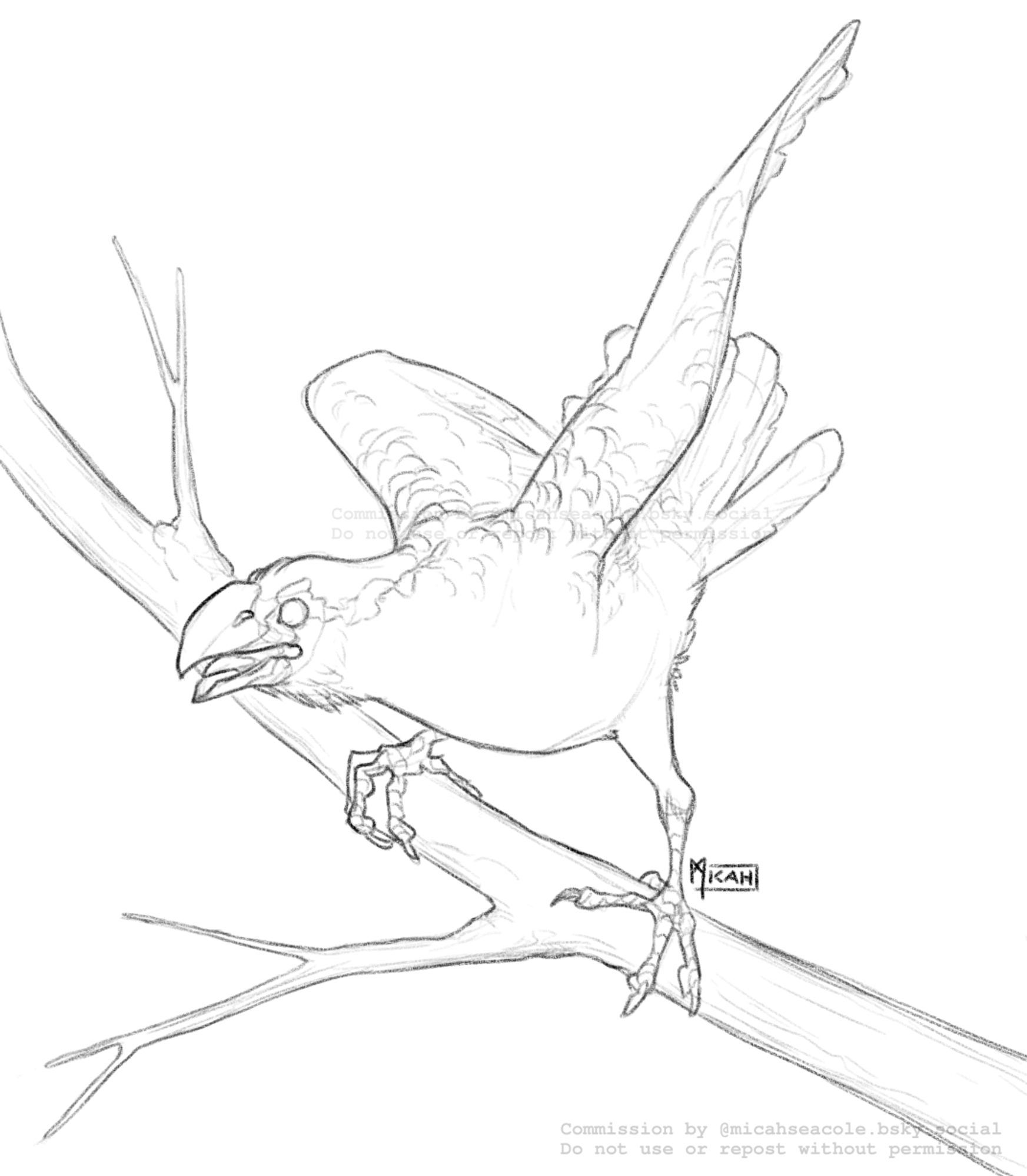 a smooth-billed ani on a branch, about to fly off.
Character belongs to @CayeStone.