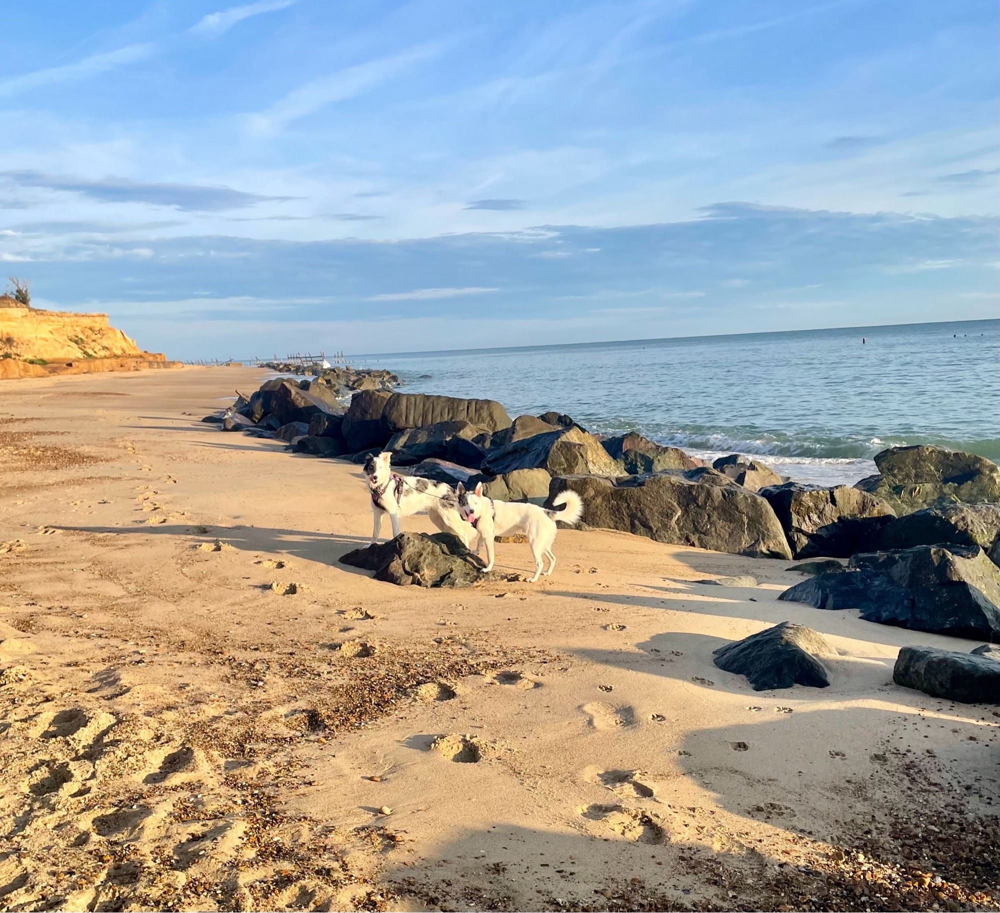 Two merle coloured border collies on a beach, with blue skies and sea.