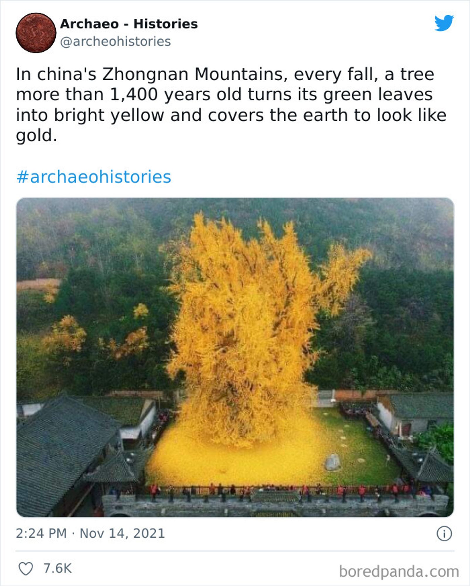 Tweet by Archaeo - Histories (@archeohistories)

In China's Zhongnan Mountains, every fall, a tree more than 1,400 years old turns its green leaves into bright yellow and covers the earth to look like gold.

#archaeohistories