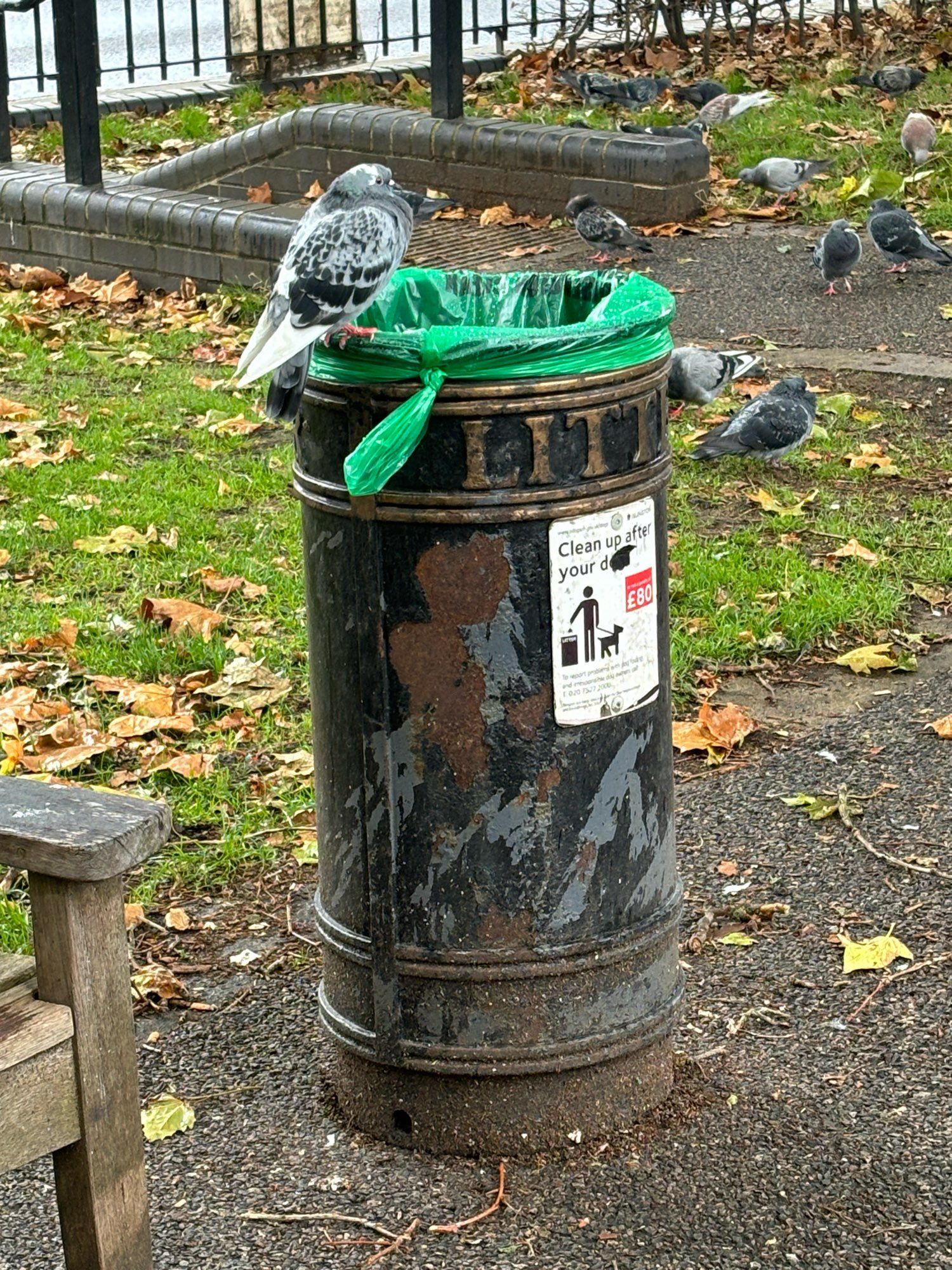 A true London pigeon.