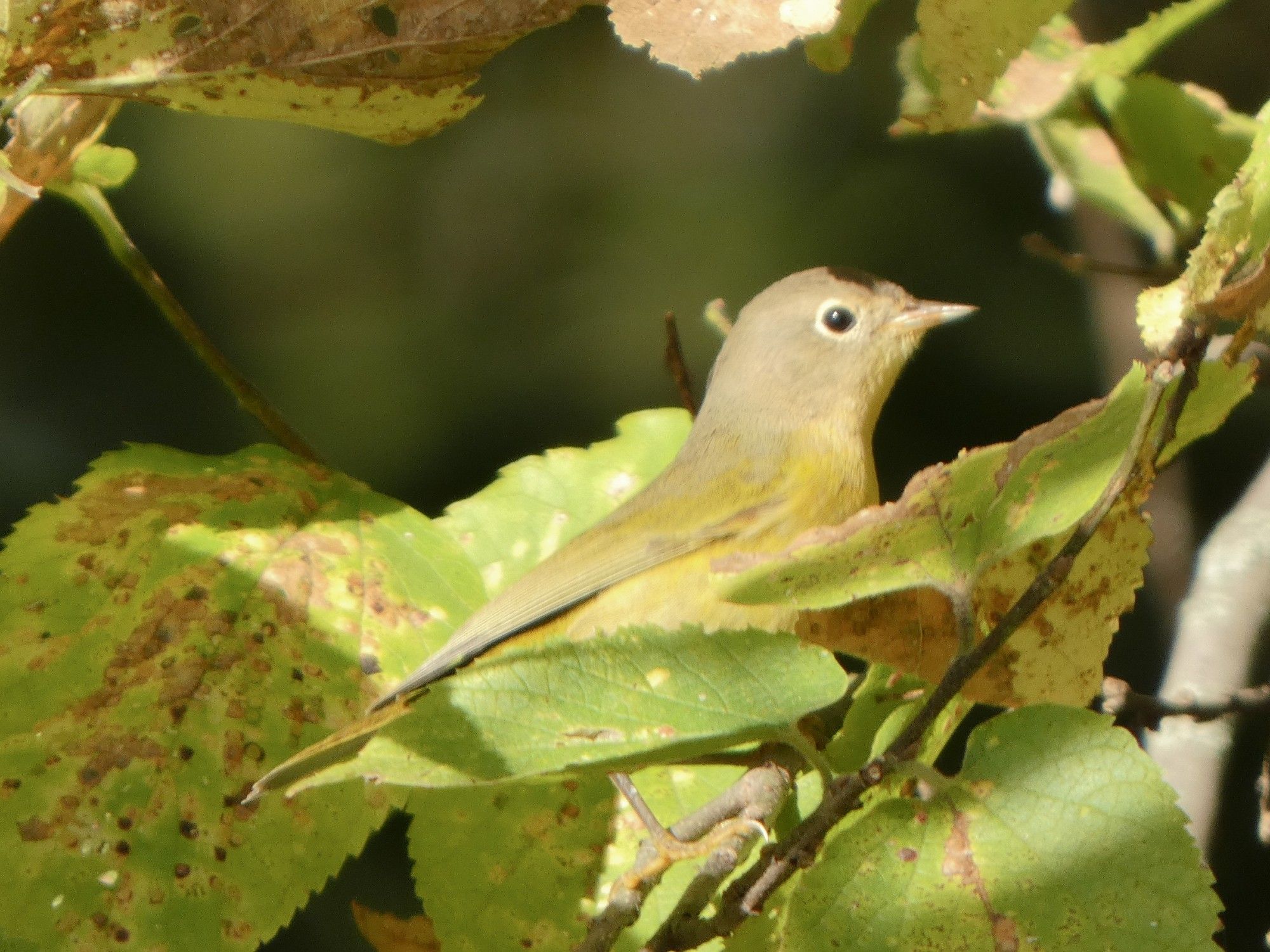 A Nashville Warbler sits among some hackberry leaves.  A small bird with a gray head, dark eye with a white eye ring. The bill is slender and pointed.  Feathers transition to yellow down the wing and breast.