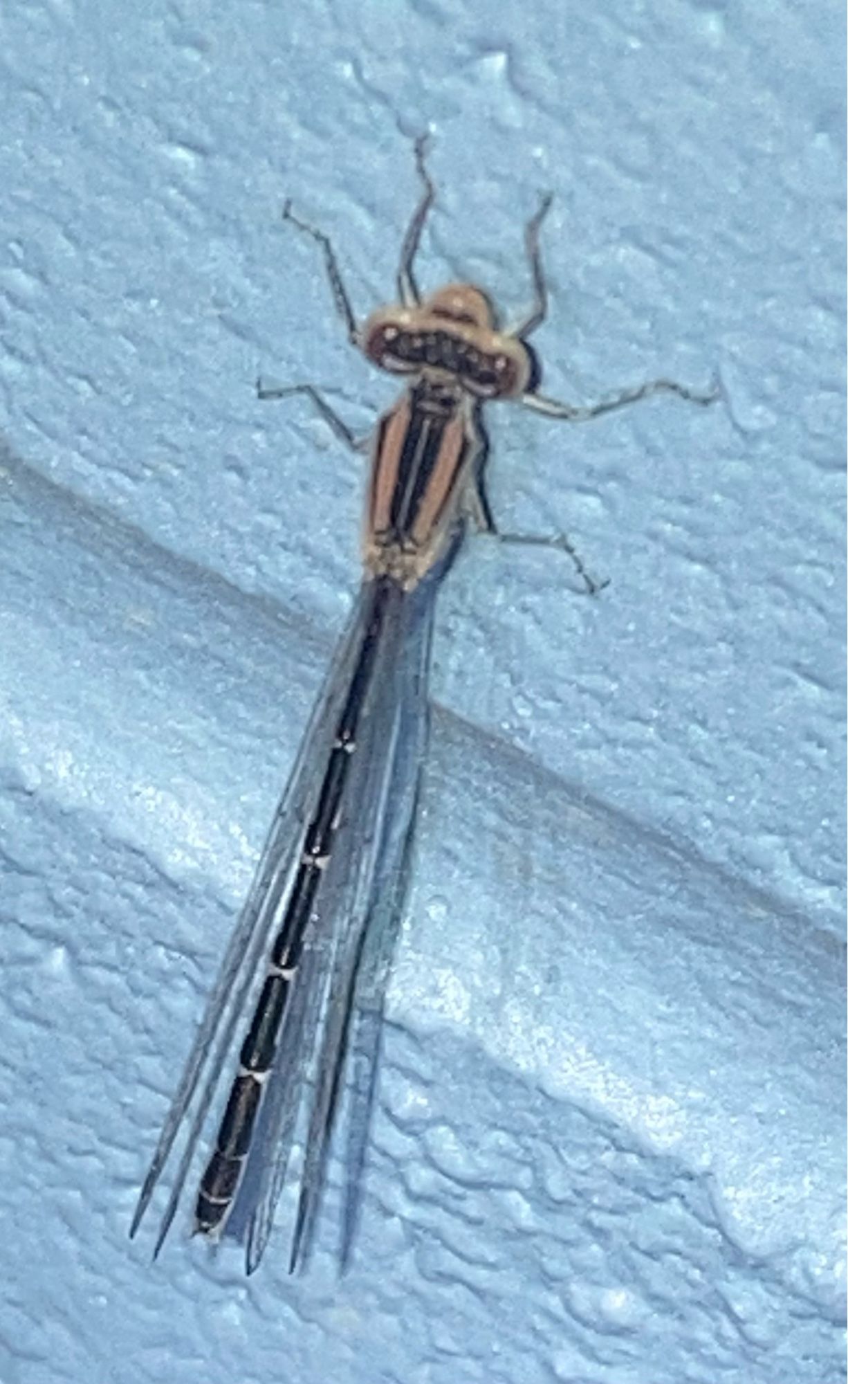 A damselfly with a brownish head and thorax and long, thin, segmented black abdomen poses on s as blue wall