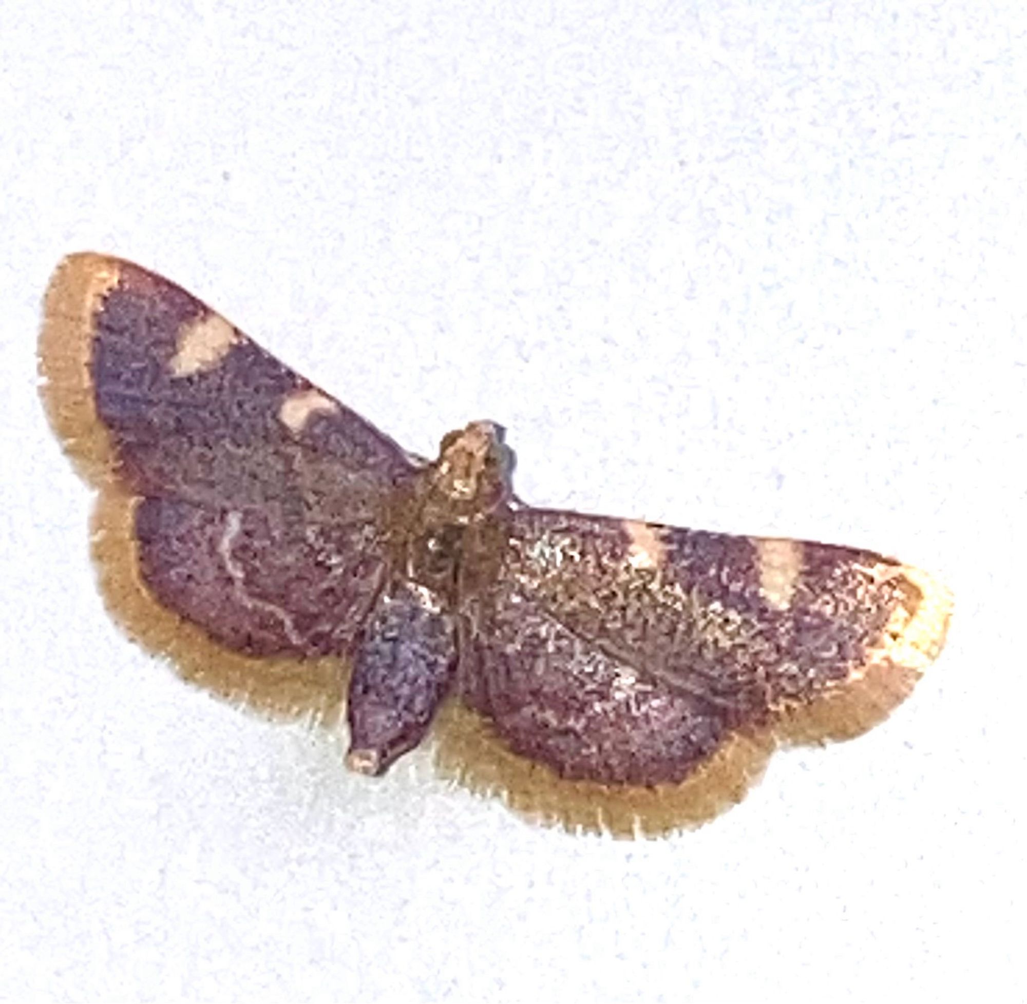 A reddish-purple moth with a golden fringe on the outside of each wing and two golden marks in the leading edge of each forewing.  Its wings are spread in full display.