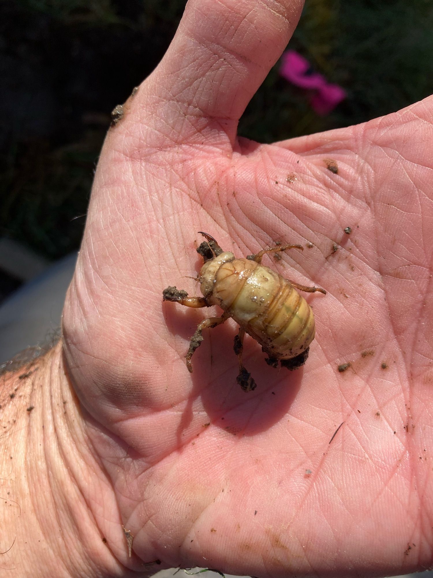 A cicada nymph, fat, pale-yellow body with claw-like front legs rest on my hand. Both are visibly dirty.