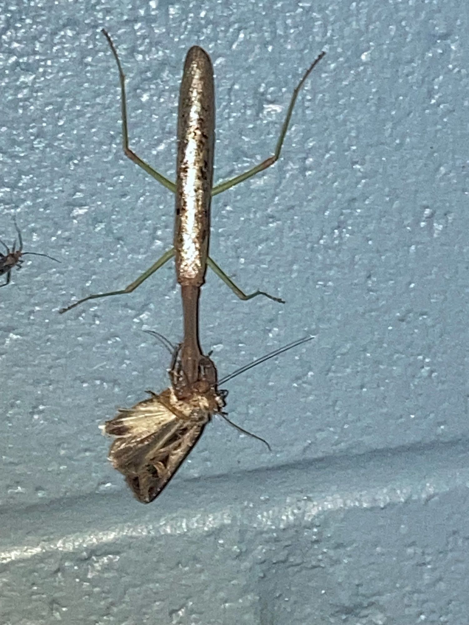 A brown mantis with green legs hangs upside down in a blue wall and eats a moth