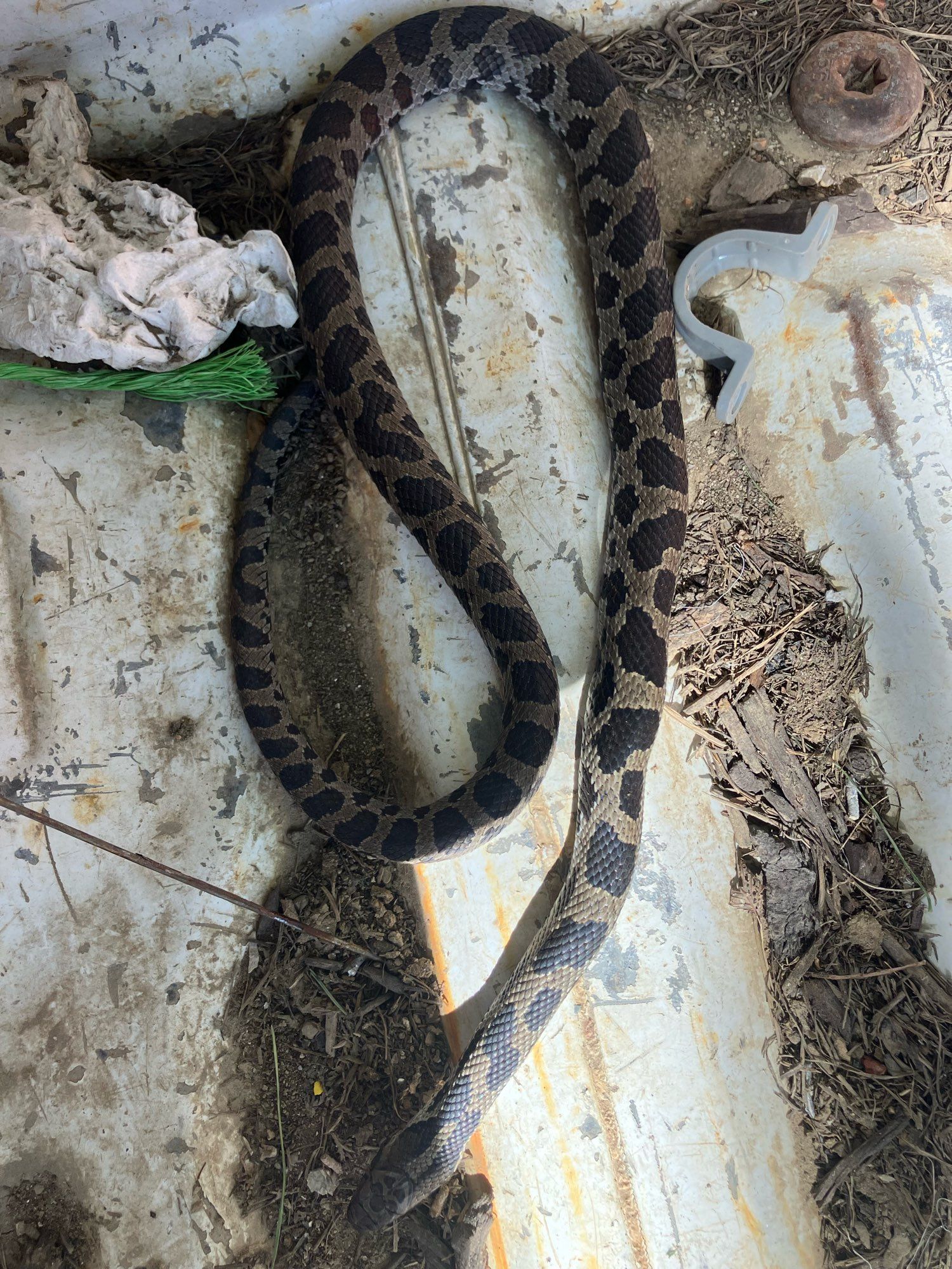 A light brown snake with dark brown patches