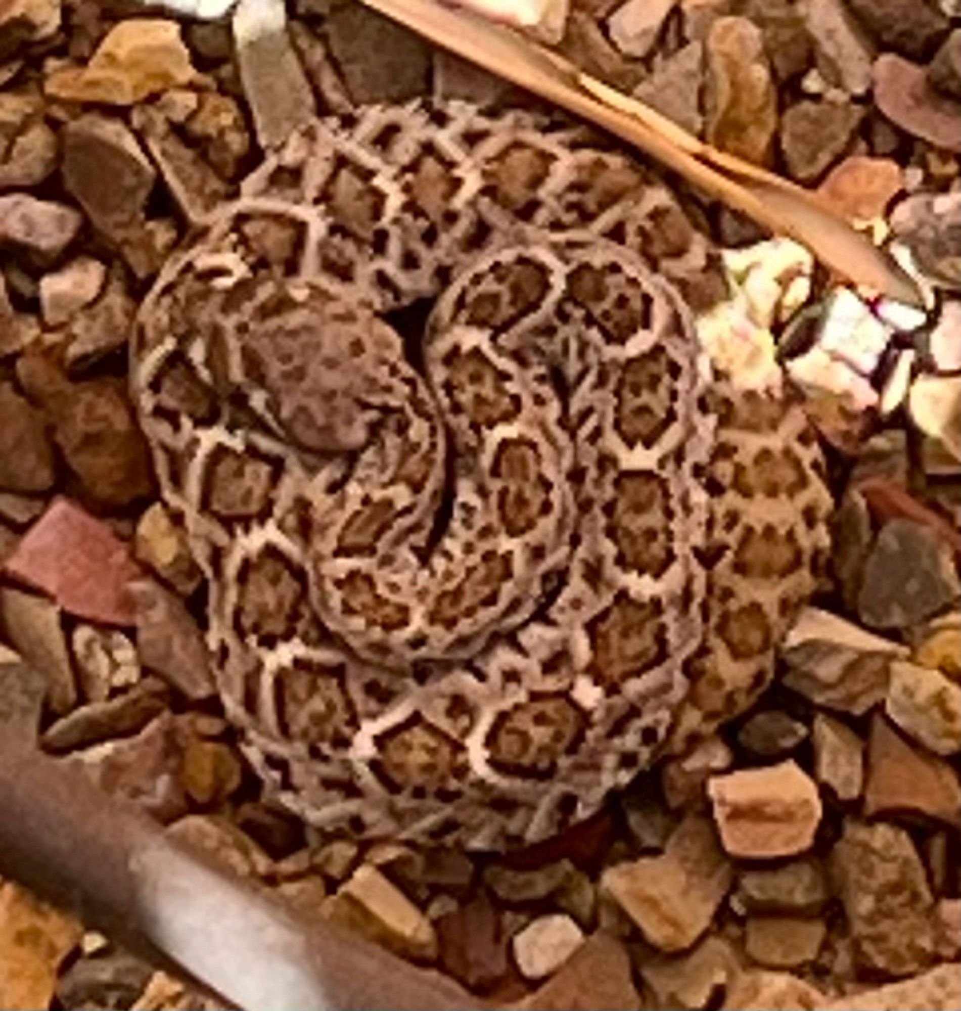 A small brown and tan snake curled up on gravel of a similar color