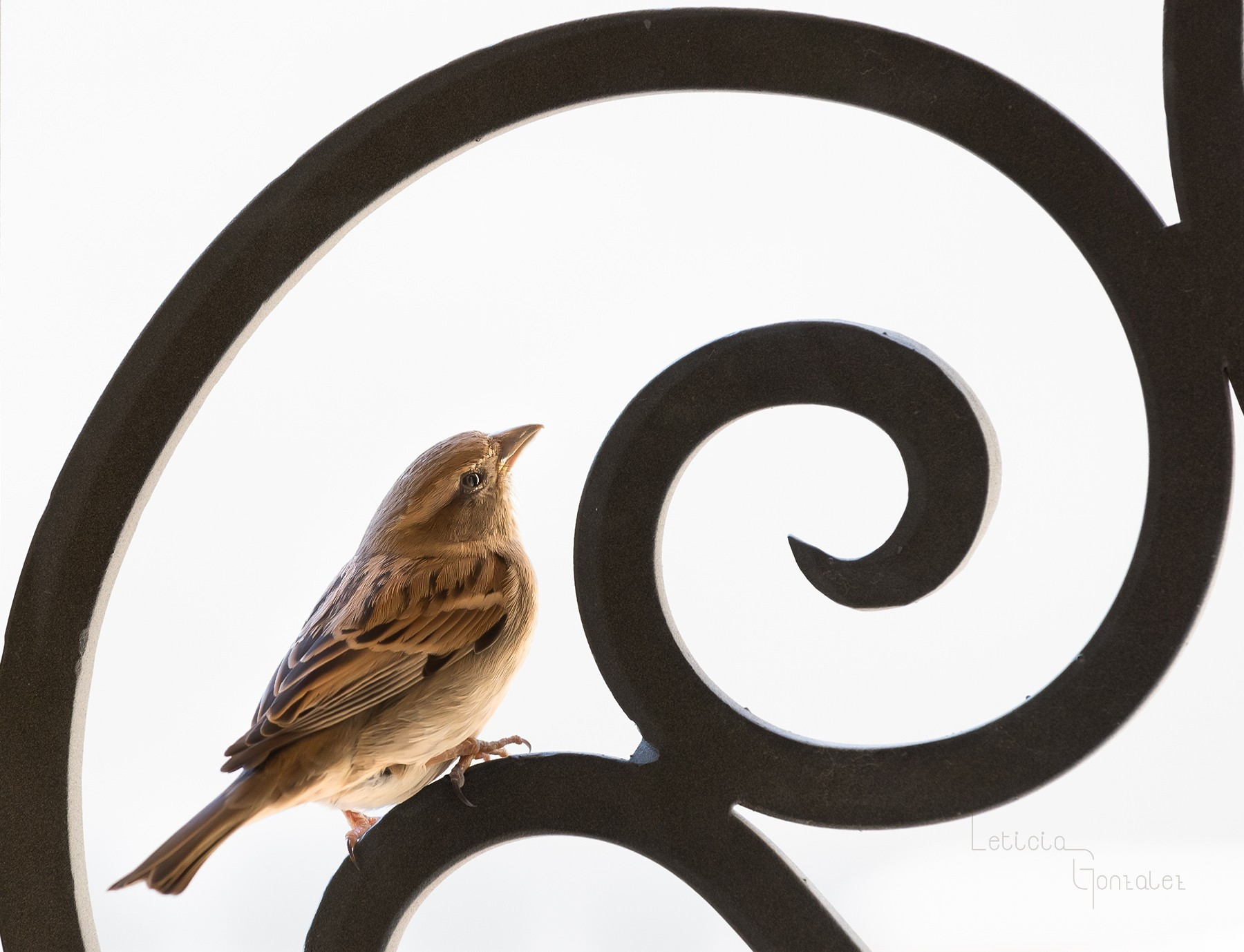 Just a little bird standing on a forge circular detail