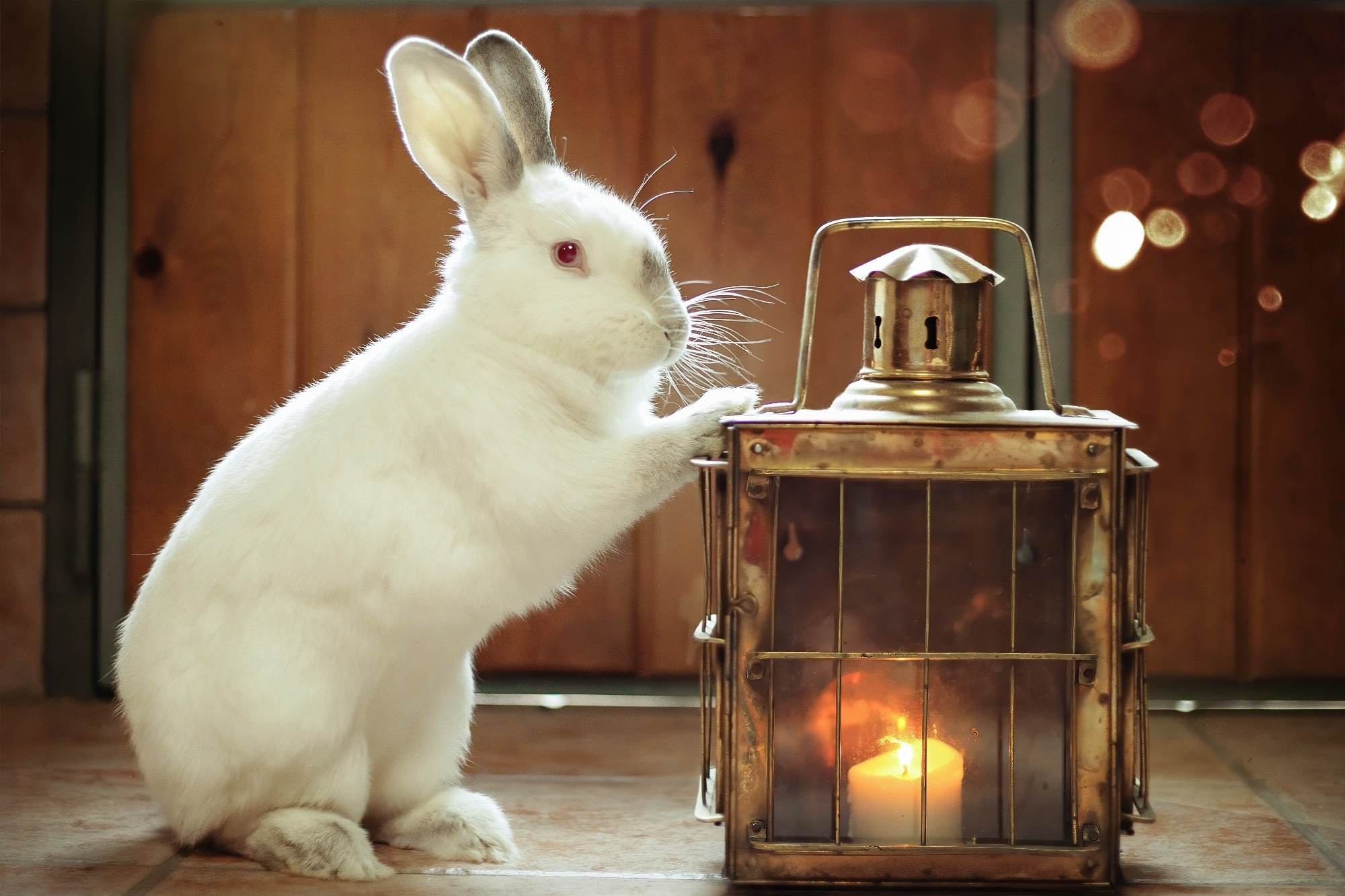 A rew bunny poses nest to a lantern with a candle