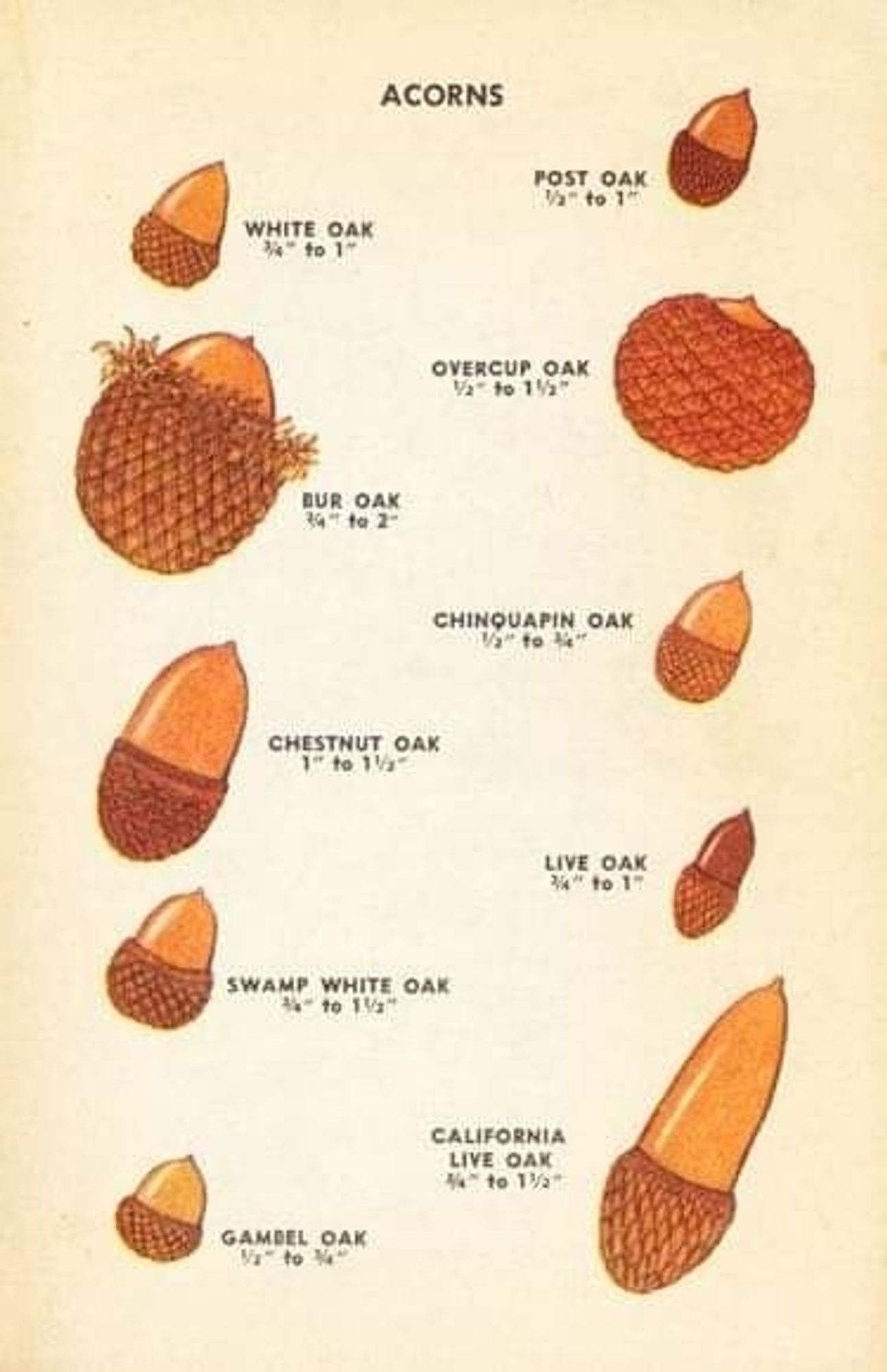 A color chart of various acorns and the name of the ACORNS

WHITE OAK 

POST OAK

OVERCUP OAK

BUR OAK 

CHINQUAPIN OAK 

CHESTNUT OAK

LIVE OAK

SWAMP WHITE OAK

CALIFORNIA LIVE OAK

GAMBEL OAK