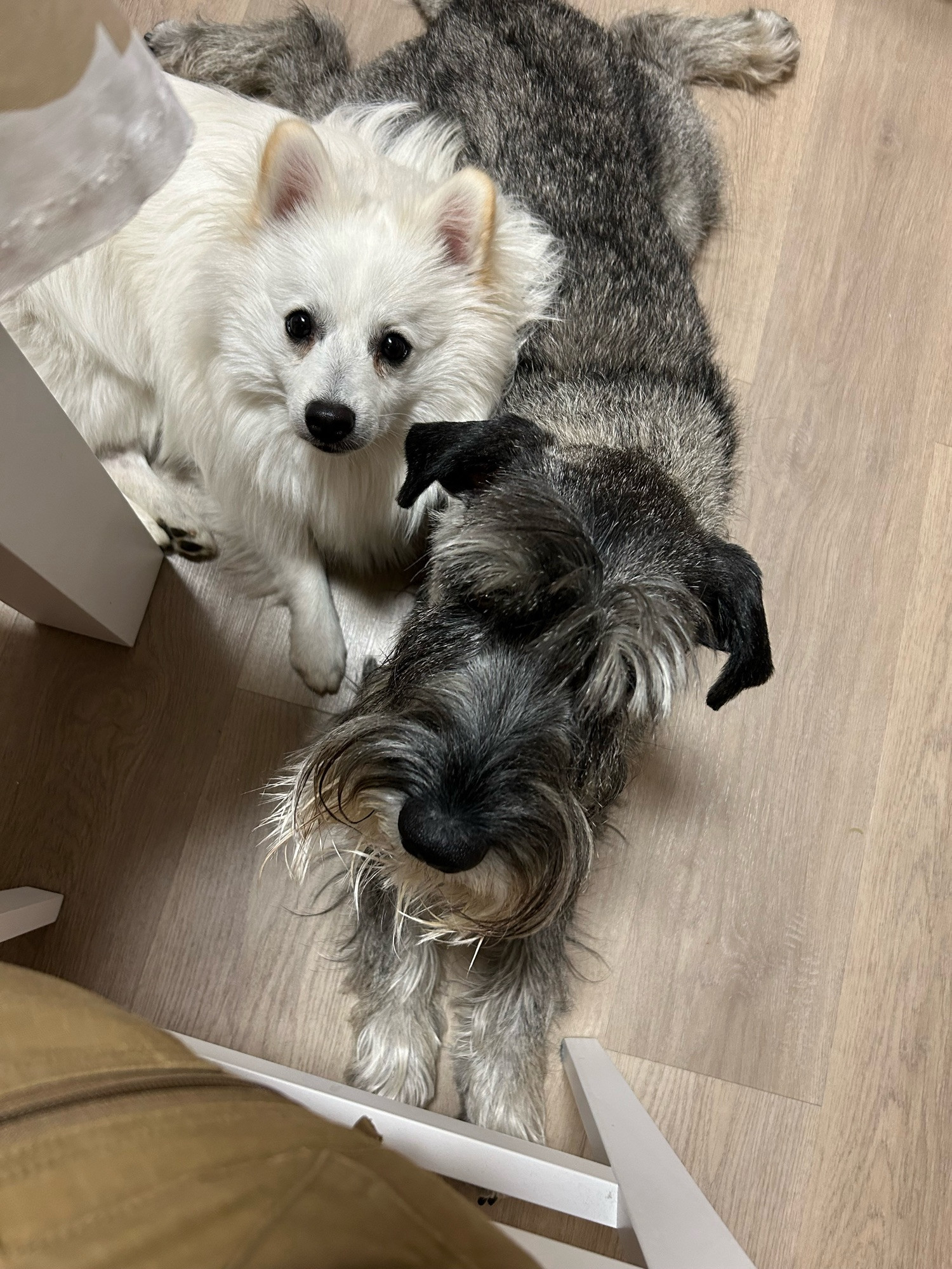 Schnauzer and mittelspitz