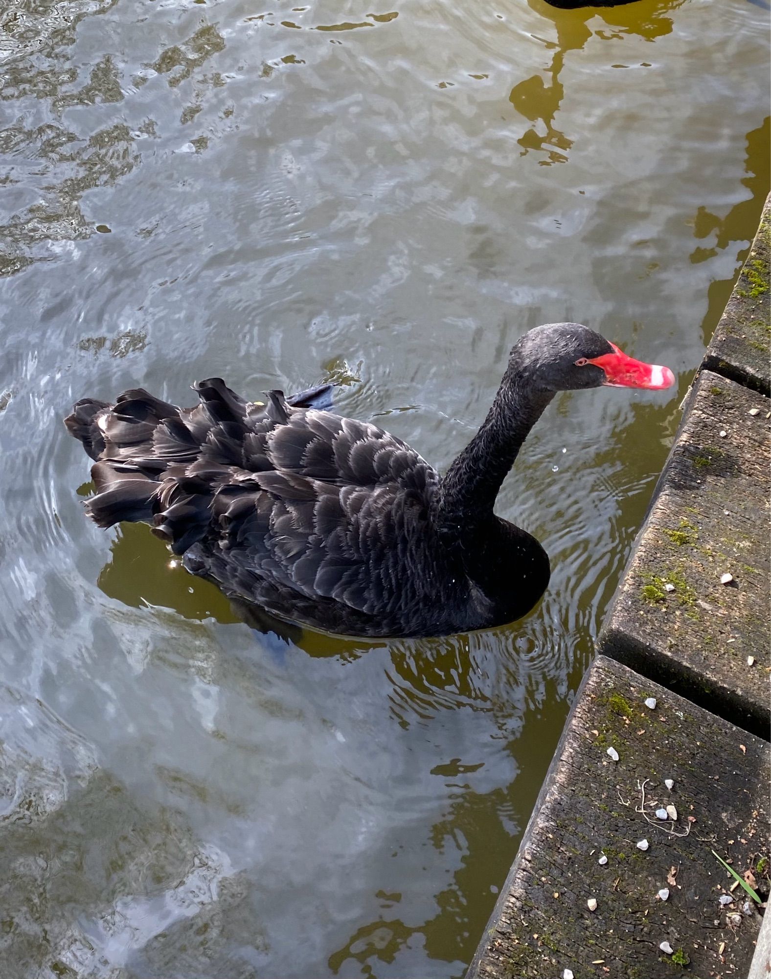 Schwarzer Schwan mit rotem Schnabel, rechts der Rand eines Holzstegs.