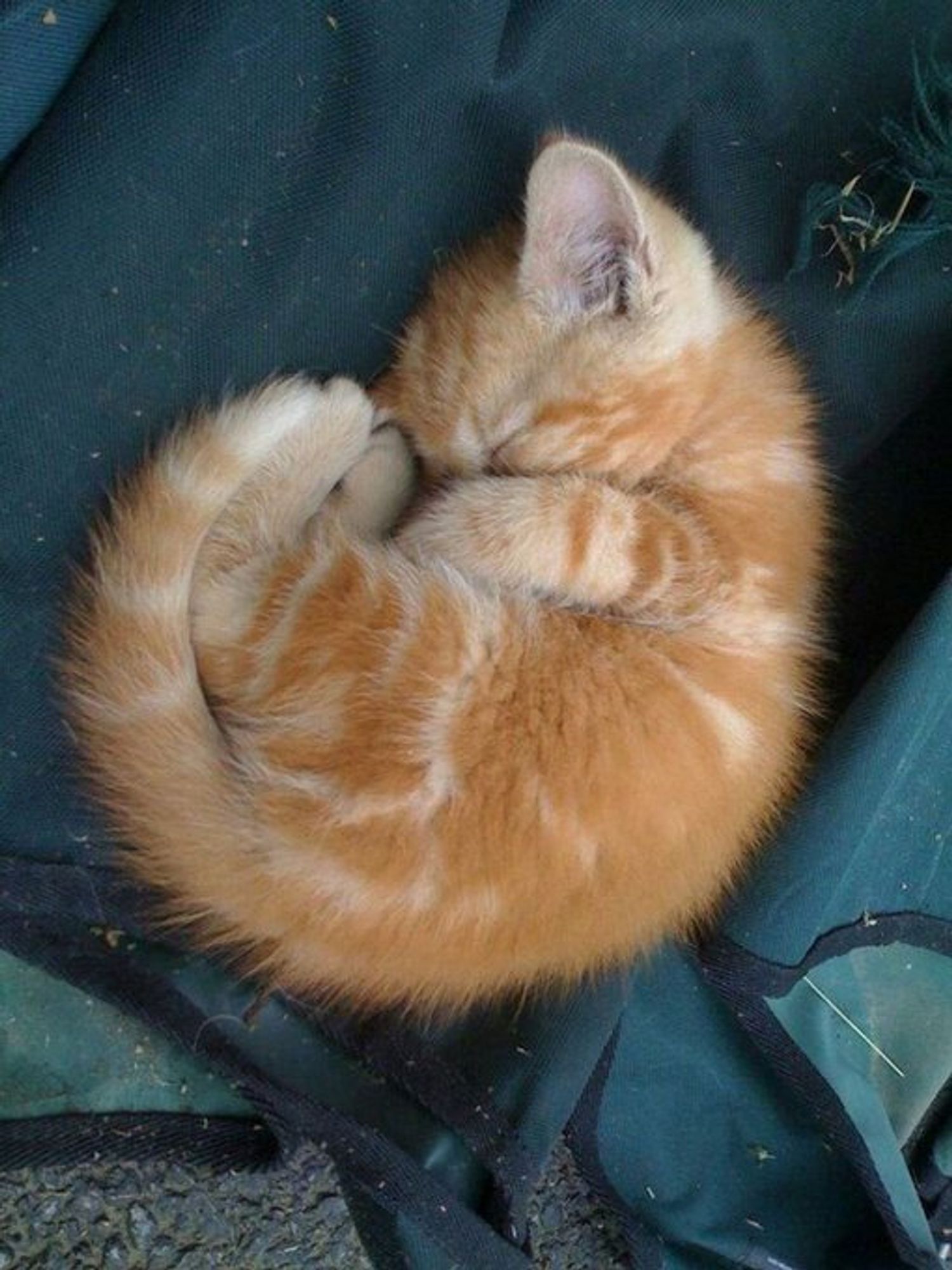 Cute cat is sleeping