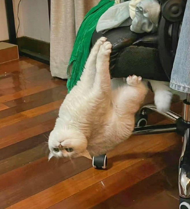 The cat hangs on the chair