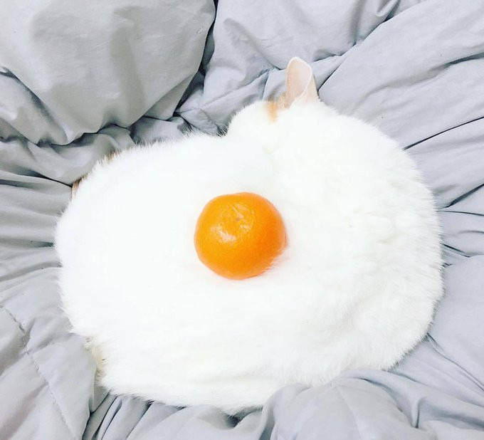 fried egg