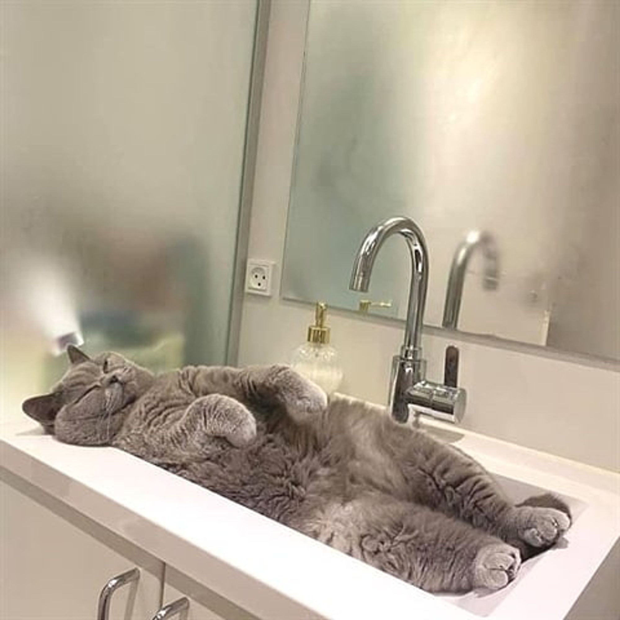 Gray cute cat sleeping onto the sink