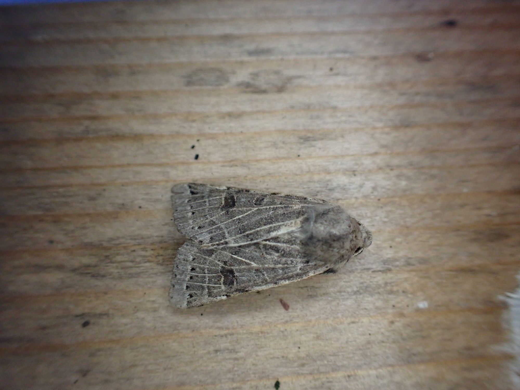 Lunar Underwing