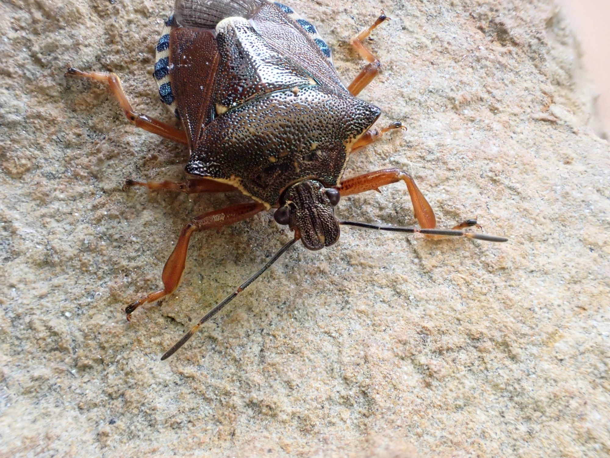 Pinthaeus sanguinipes