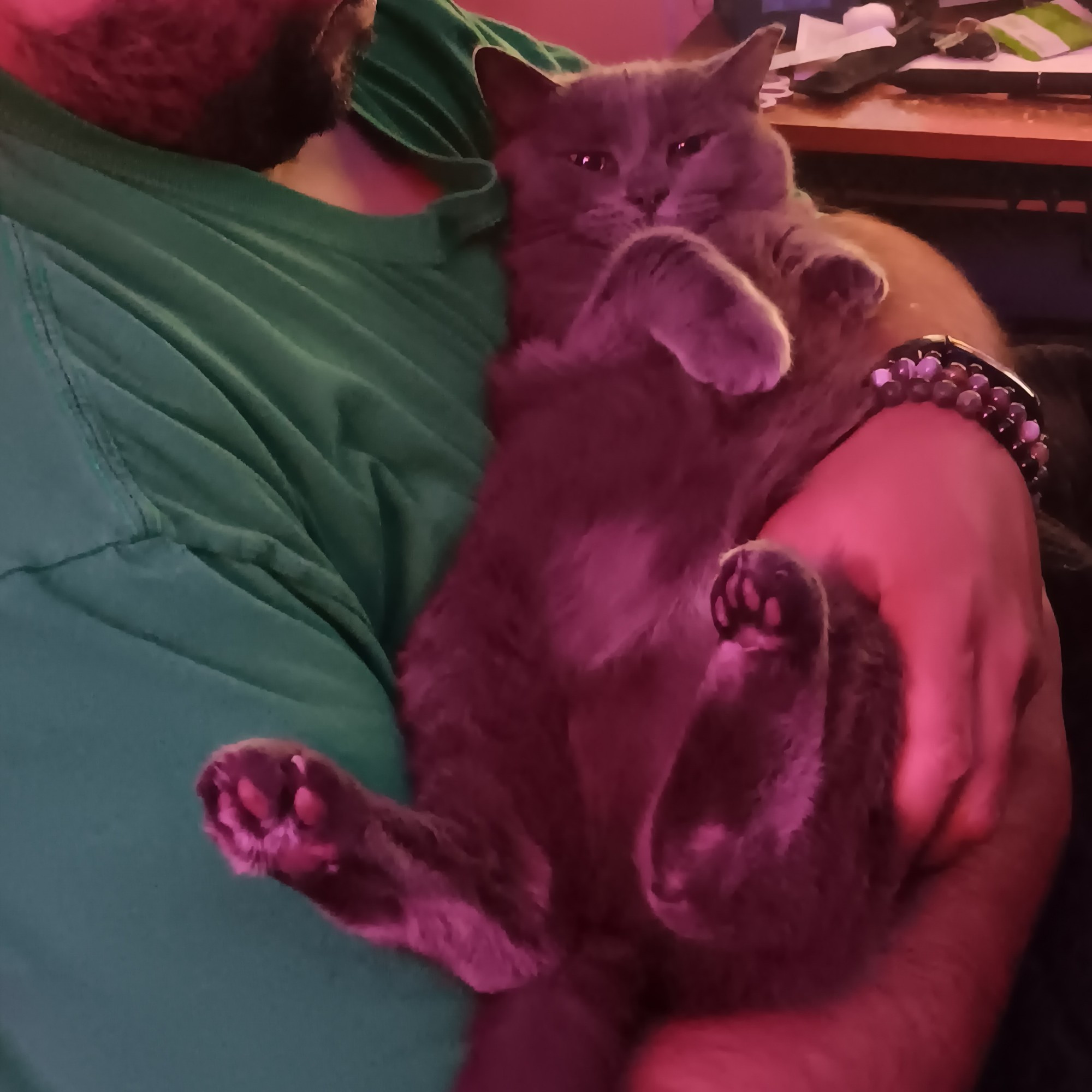 A small but chonky gray cat being held like a baby by a beaded man with a green shirt on. The man wears multiple crystal blankets, and his face is not visible. 

The cat lays on her back in the mans arms, back feet towards the camera, pink beans very visible. The cats face has an expression of contentment and anger at the same time. 