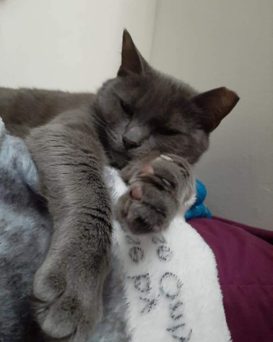 A gray cat laying on a soft blanket. Her paws are close to the camera, with pink beans and claws barely visible. Her eyes are half closed and content, and she has one clipped ear. 