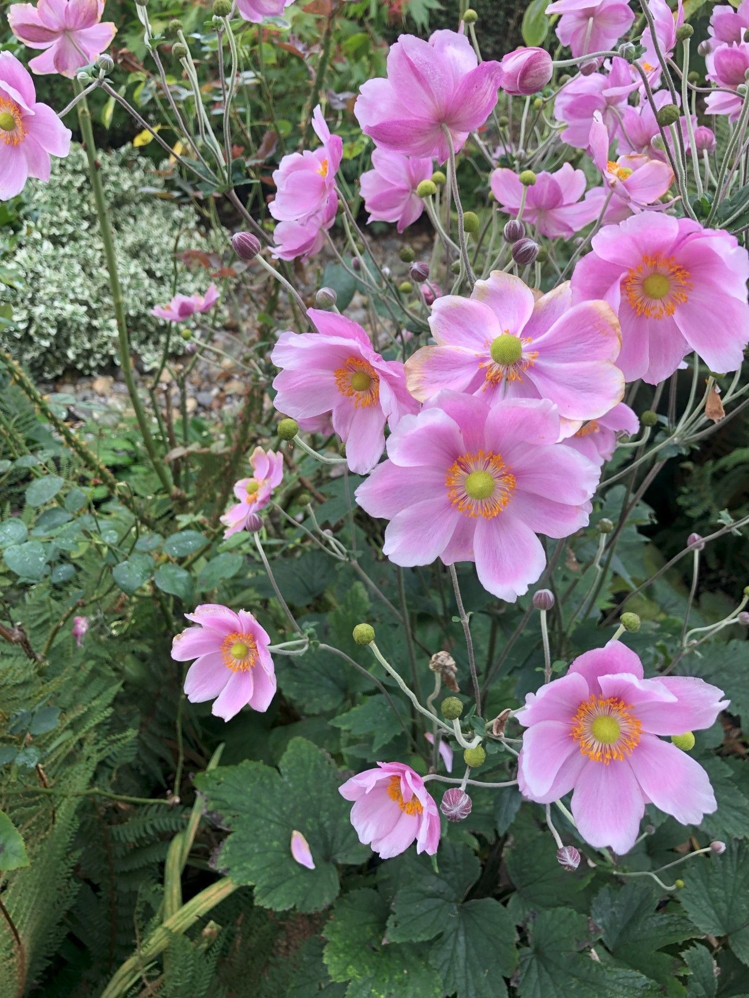 A flowering pink Japanese anemone with about two dozen blossoms