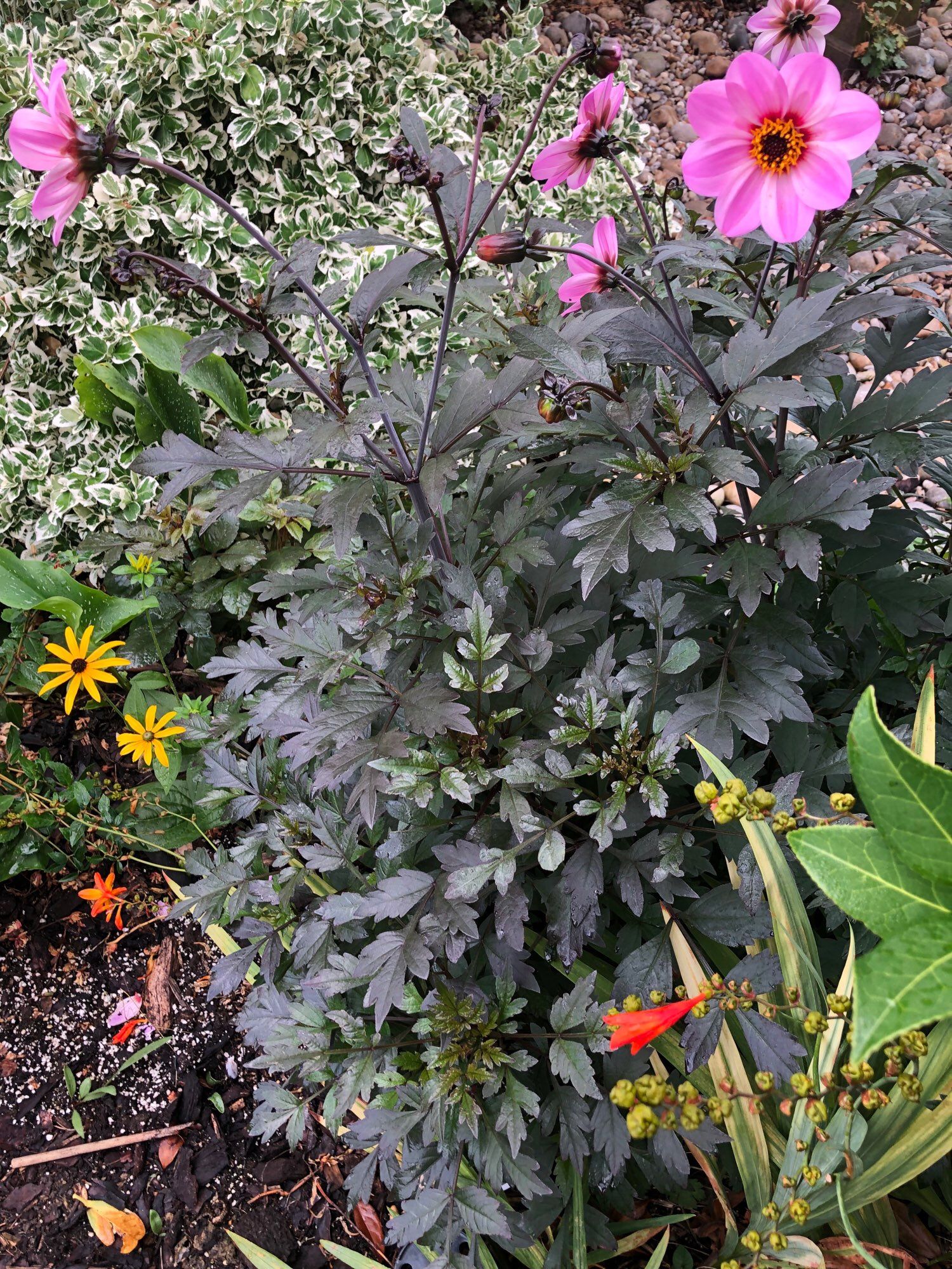 Pink dahlia in bloom with dark foliage