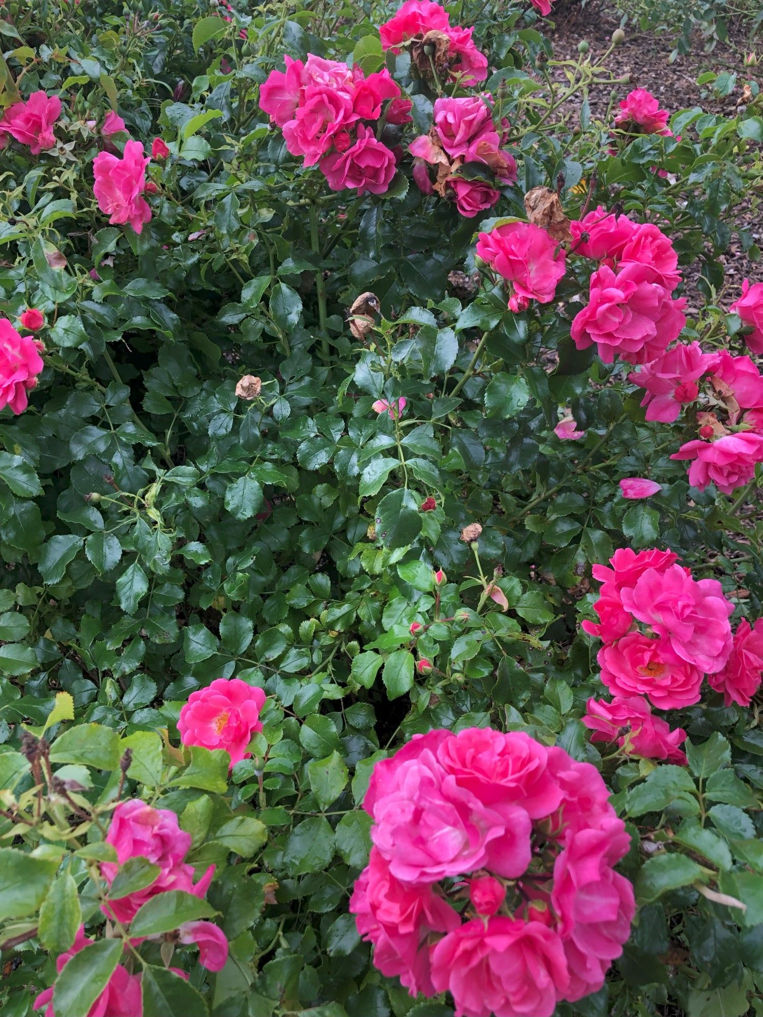 Rosa cinnamomea in bloom, vibrant pink blossoms