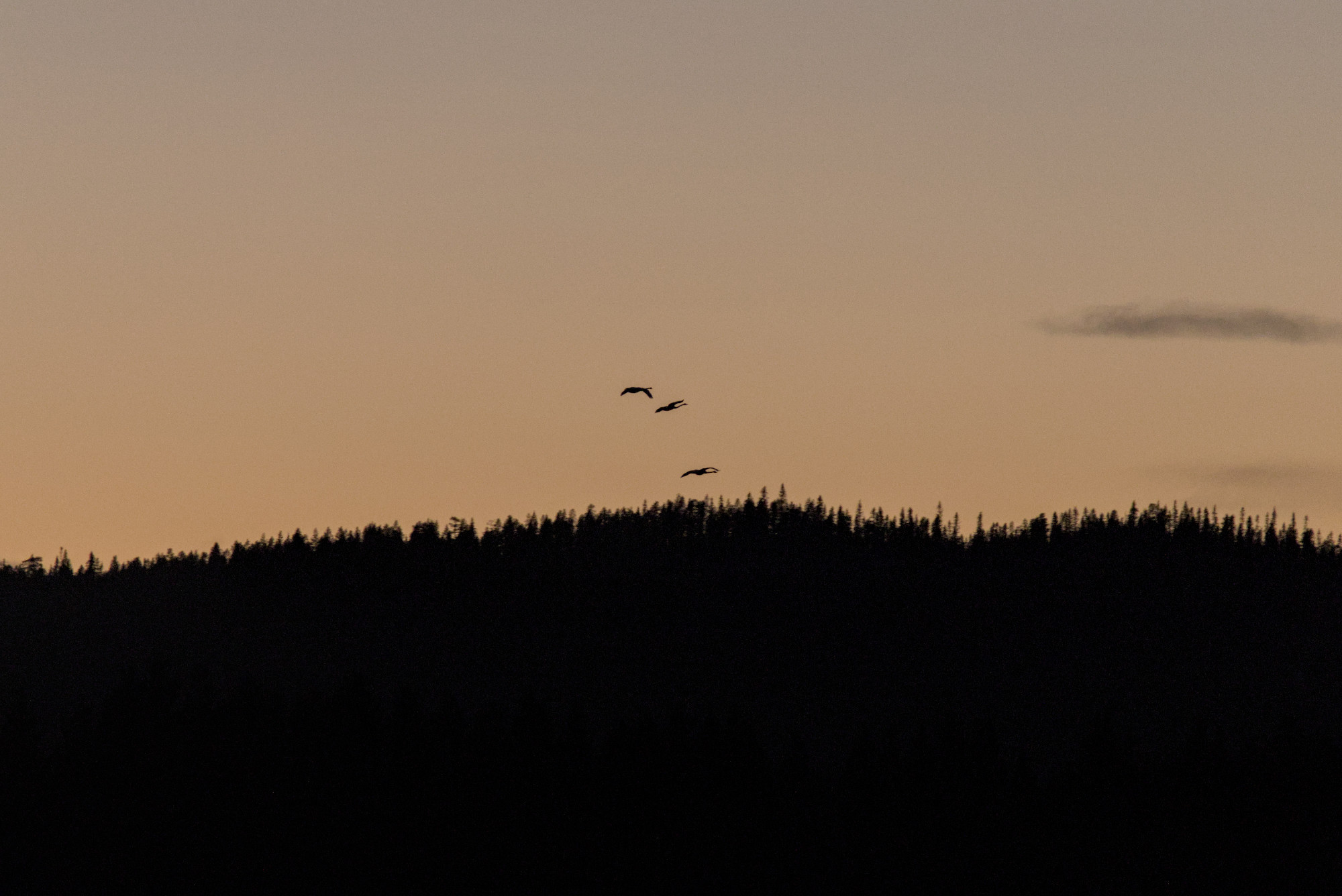 Trees and three swans silhouetted against a sunset