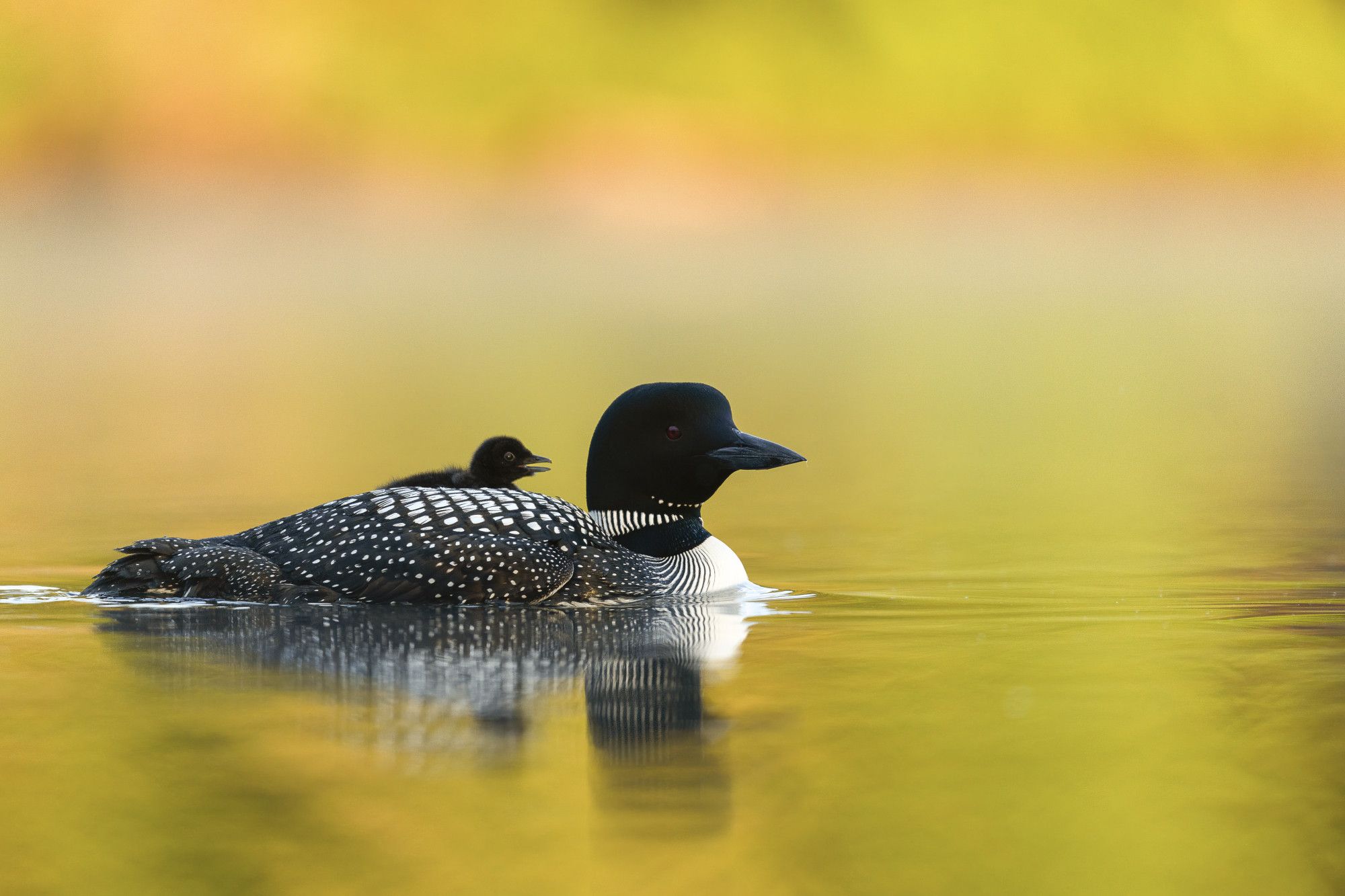 a small baby loon riding on its parent's back. the momma loon is looking at the camera, and the baby's beak is open as it makes a small squeak

vermont, 2022