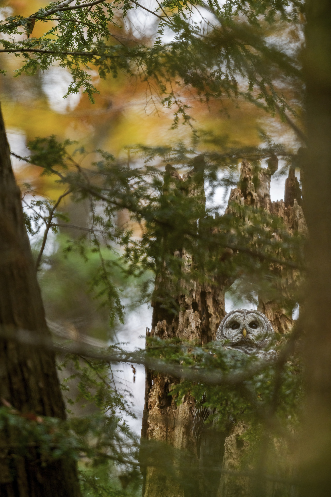 a vertical photo of a mess of branches, trees, green pine needles and some splotches of late foliage. the subject of the photo is a Barred Owl, in the bottom right side of the frame and sitting in a tree snag. The owl is mostly obscured by the evergreen mess, but the bird's face is clearly seen through a gap in the mess.