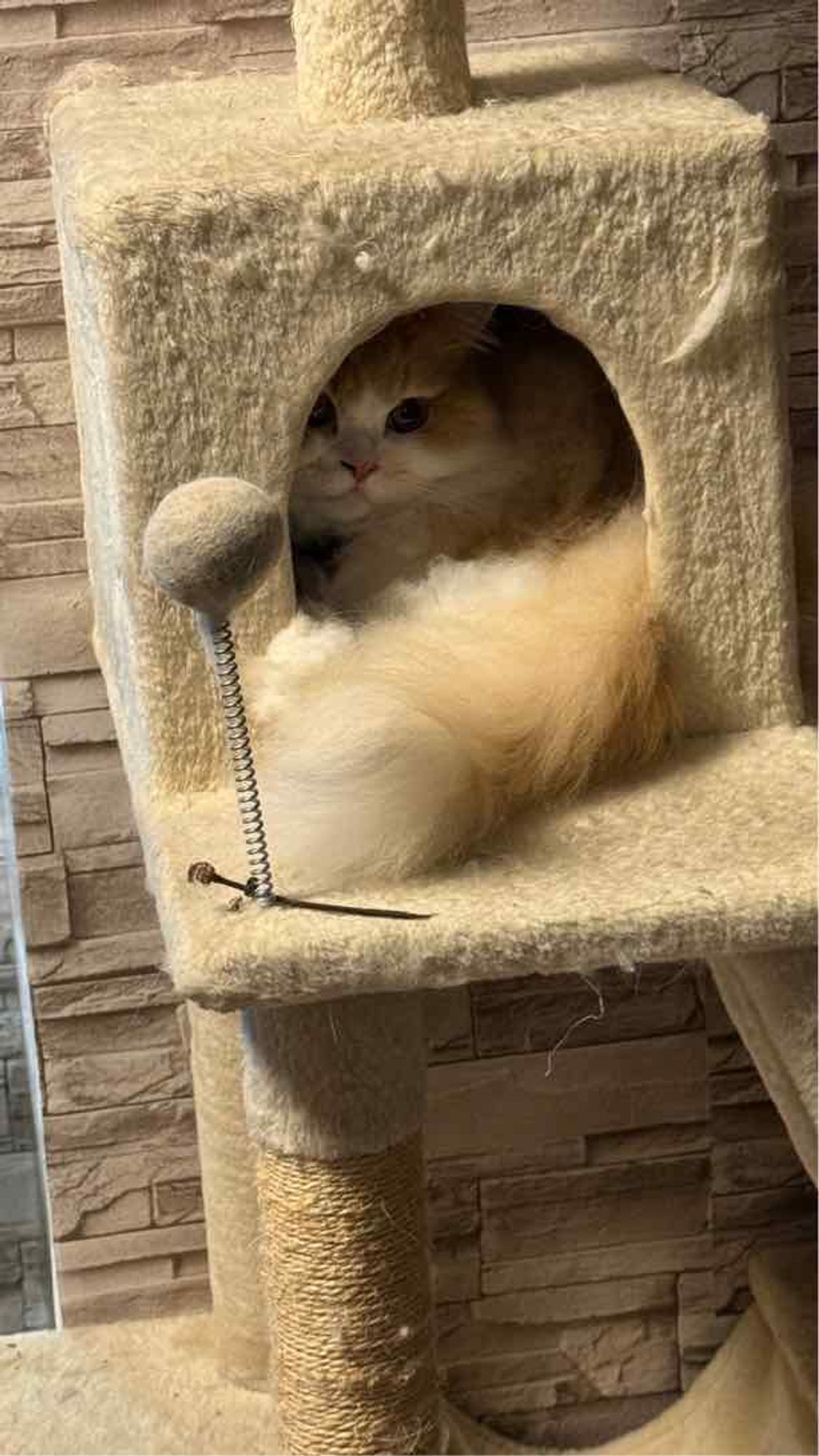 A fluffy orange and white cat sits inside a beige cat tree cubby, with its tail curled and face partially visible. In front, there is a spring-loaded ball toy, and the background shows a stone-textured wall.