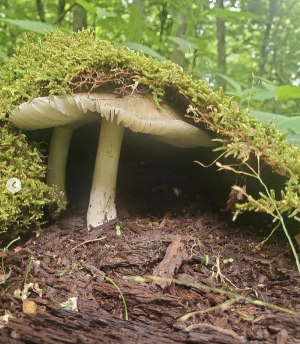 An adorable little mushroom growing under a layer of moss and creating a lovely little home to be cozy and have tea with a friend.