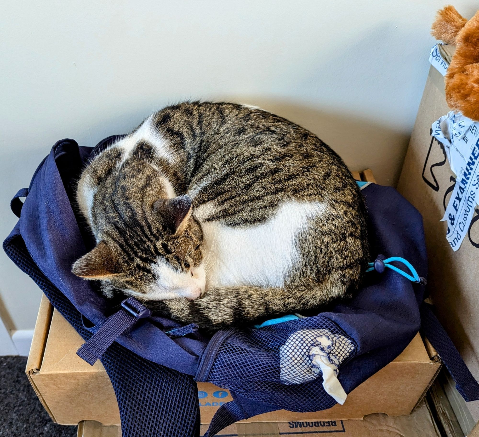 A picture of a white with tabby markings cat curled up asleep on a kid's backpack.