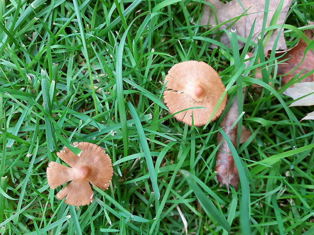 A new kind of wild mushroom springing up in bunches on the lawn. This one has a domed cap and has rips in the radius of the caps.