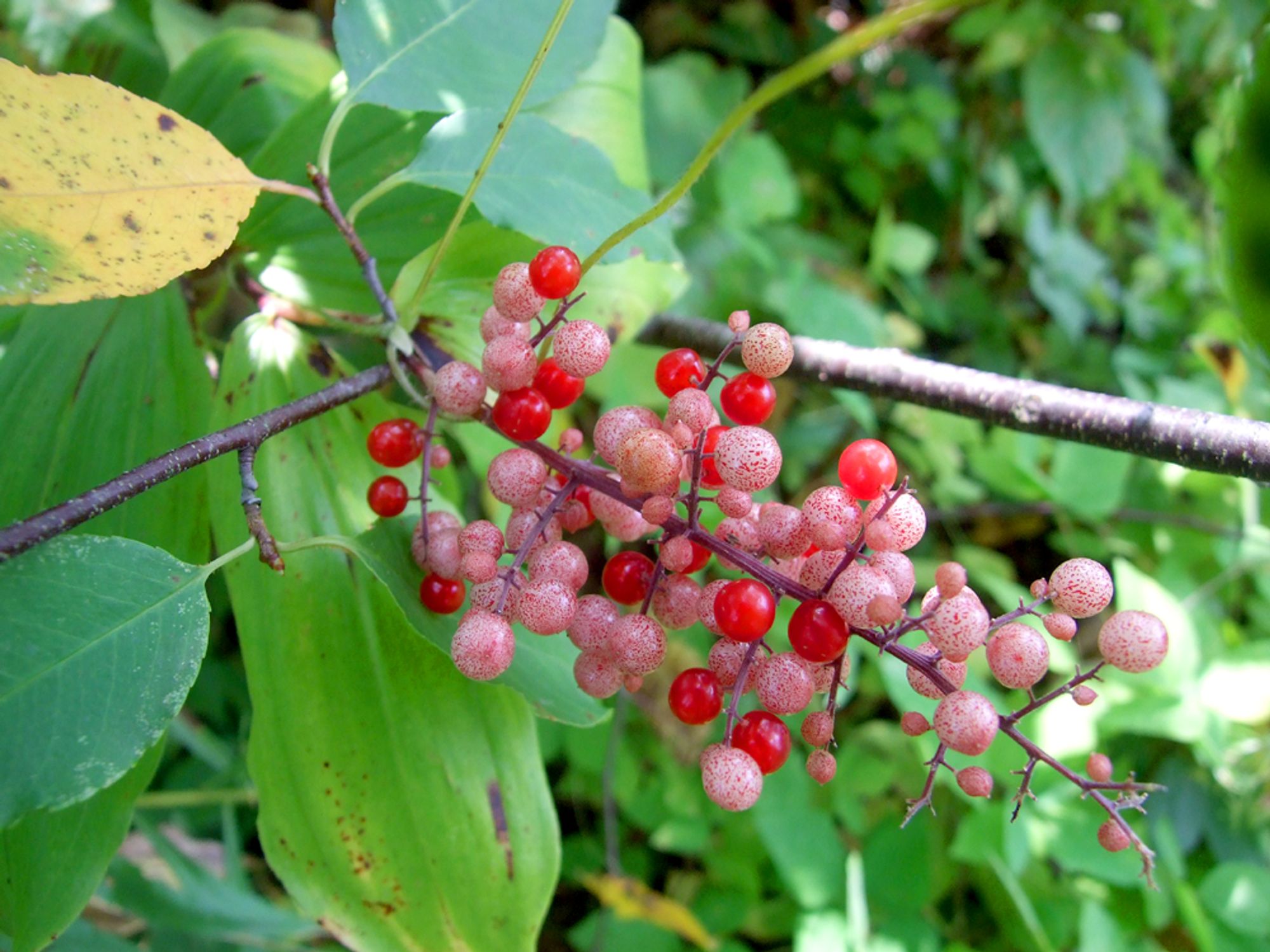 Wild berries that look like bubblegum balls.