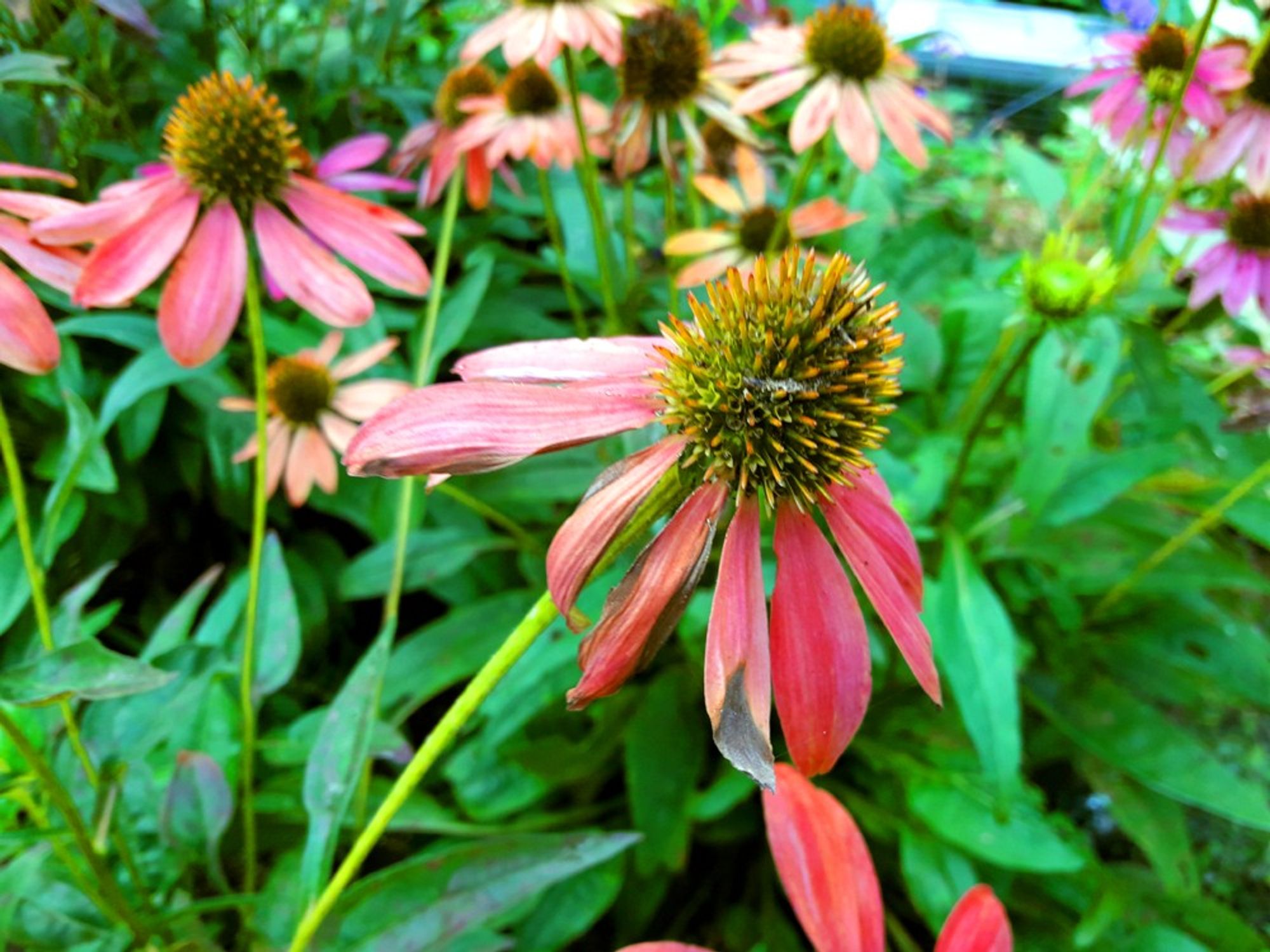 A spiked Echinacea or Cone Flower is at the end of its life cycle with its once red petals now pink and faded.