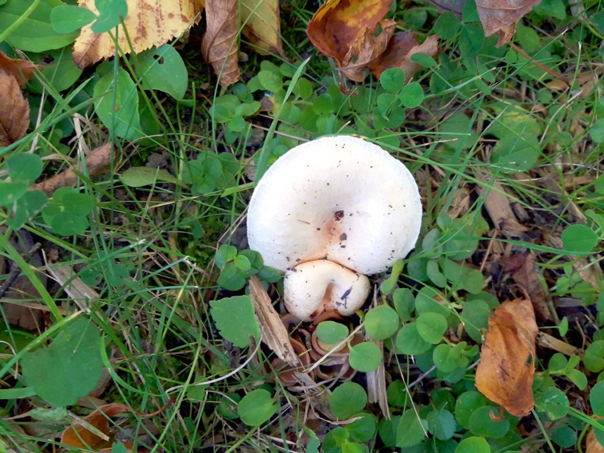 A white round mushroom is spawning another copy of itself, like the mitosis process in a cell.