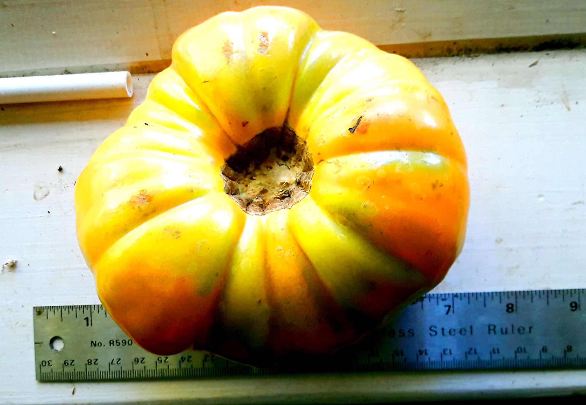 The huge tomato is shown with a ruler. It is six inches across.