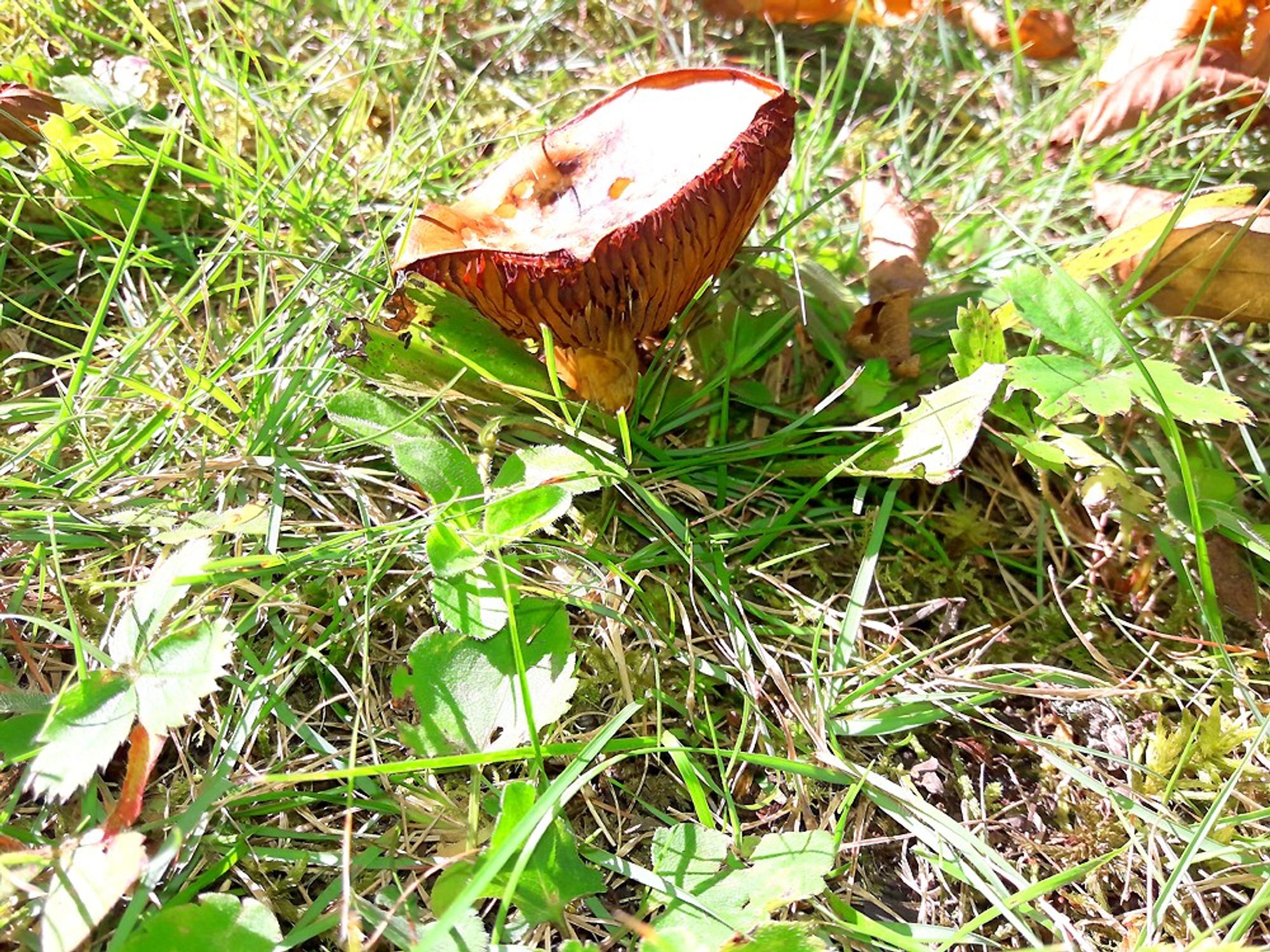 This is the underside of the wild mushroom in the previous post. It is quite bulky underneath and looks like a satellite dish.