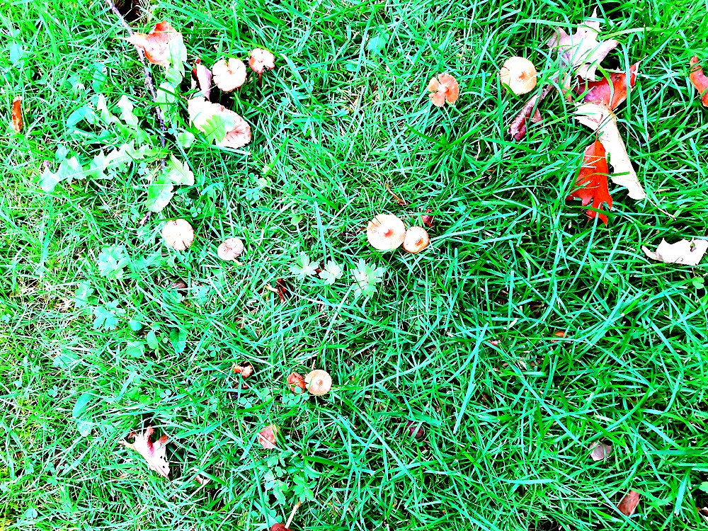 A whole bunch of the previously described mushrooms in the grass.