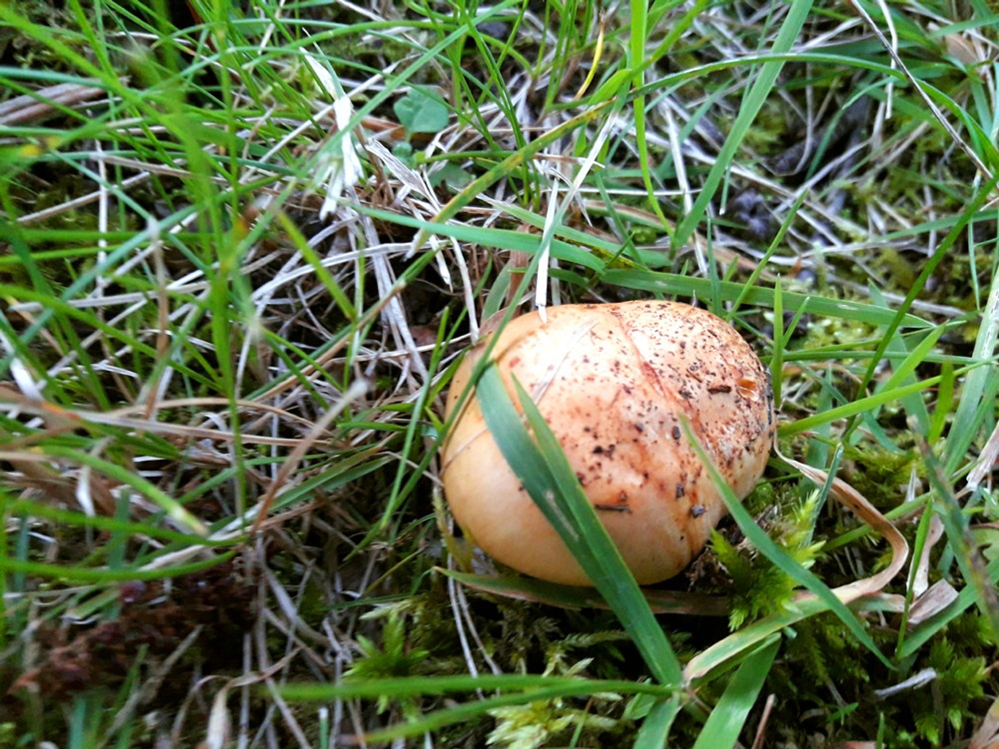 This wild mushroom, emerging in the lawn looks like a cookie with small chocolate chips.