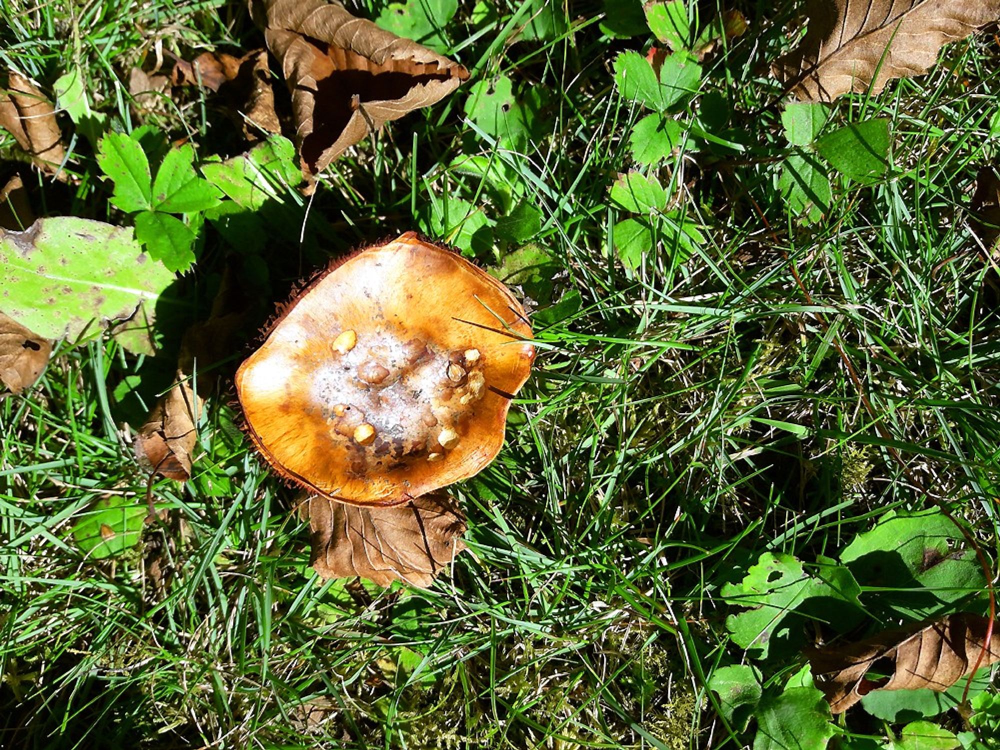 A funny looking gold concave mushroom with upraised edges and a whitish thing in the bottom of the "bowl".