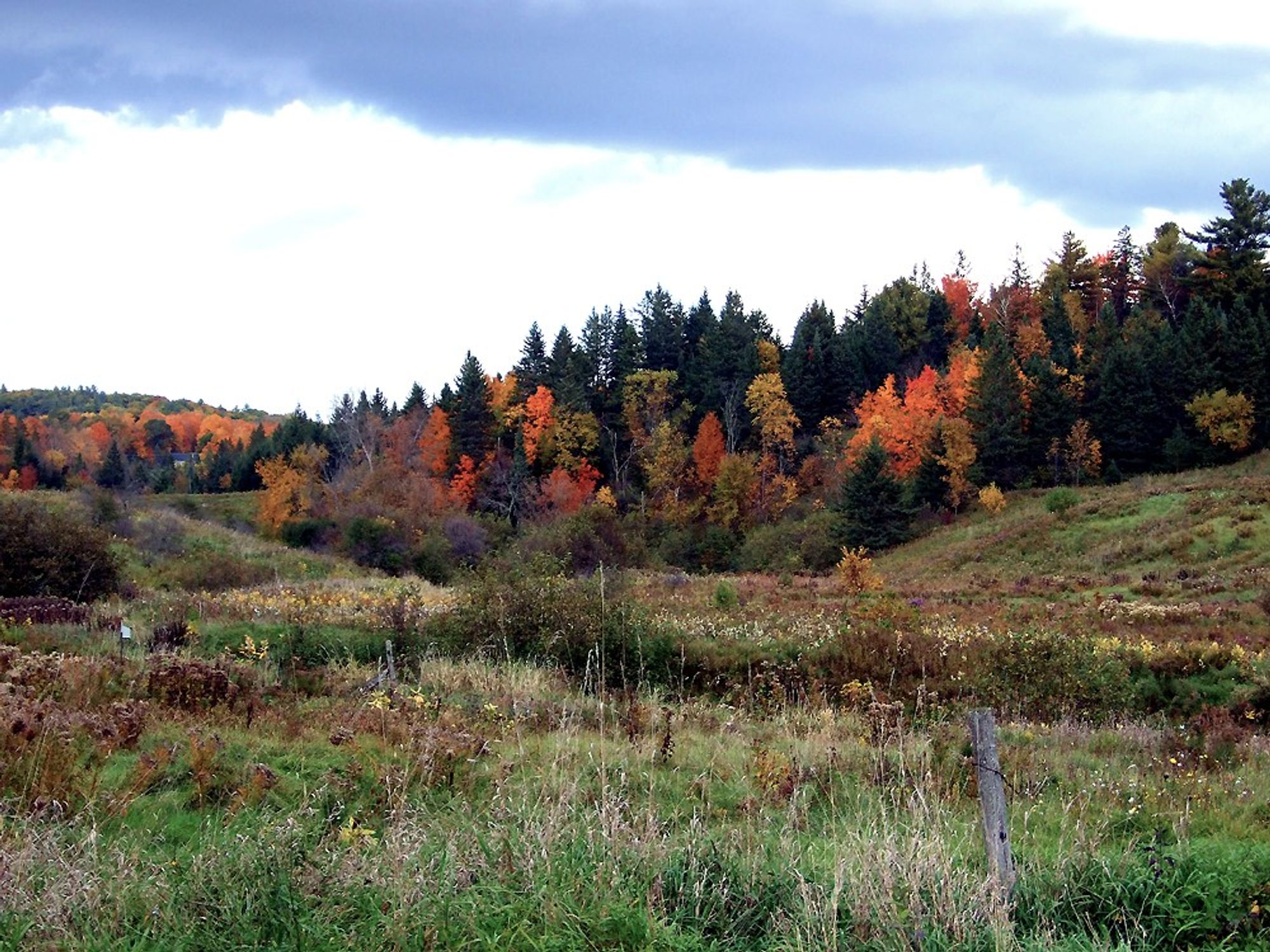 Across an over-grown field a copse of trees with evergreen conifers mixed  with deciduous hardwoods showing autumn colours of scarlet, orange, yellow, reds and browns.