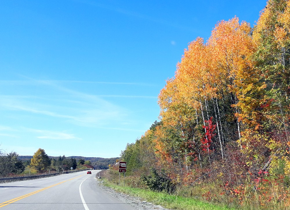 Driving a mountainside highway in the alpine boreal forest and the leaves on the trees are glowing a golden orange with a few accents of scarlet red leaves.