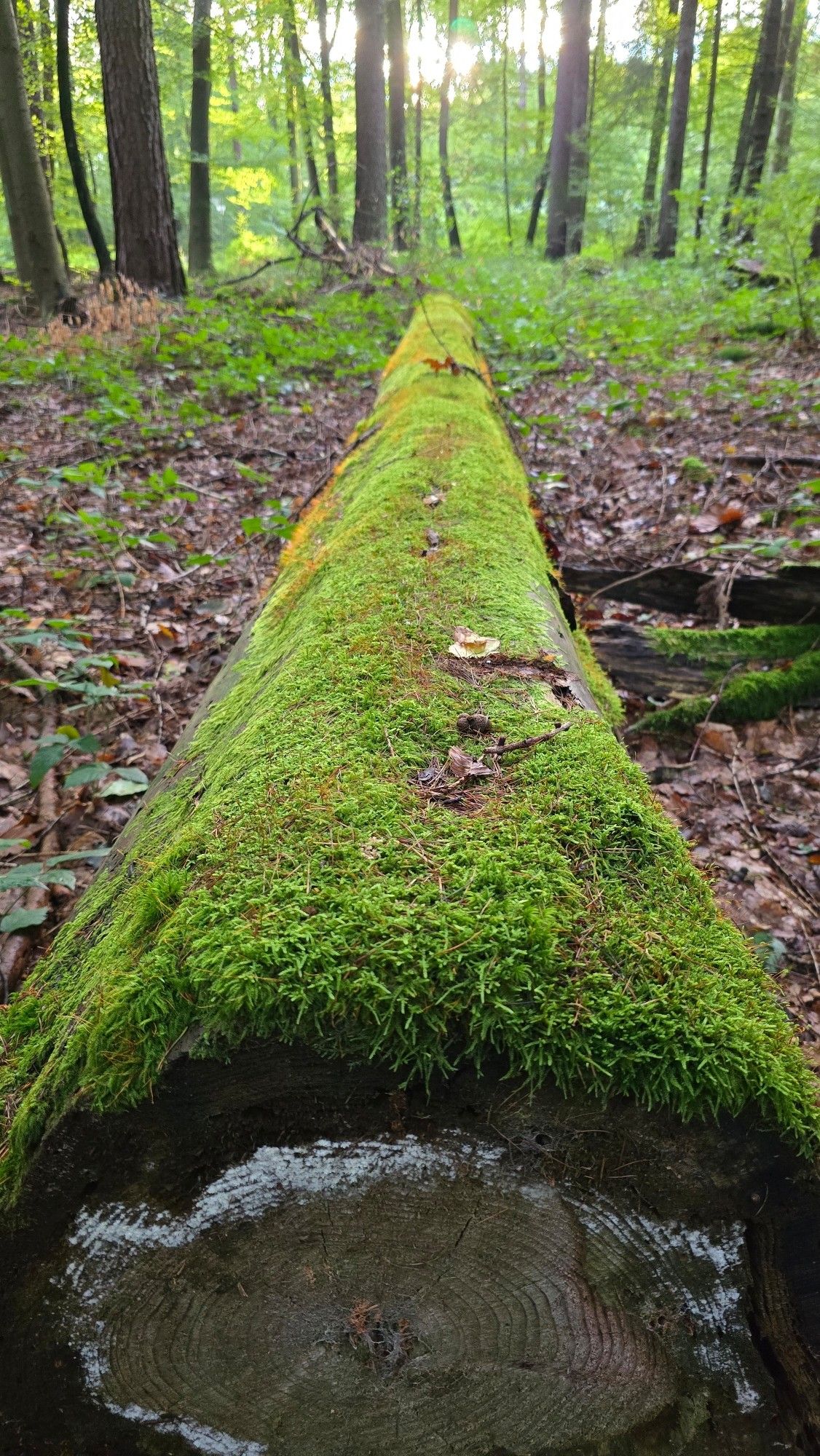 Ein moosbedeckter auf dem Waldboden liegender toter Baumstamm.