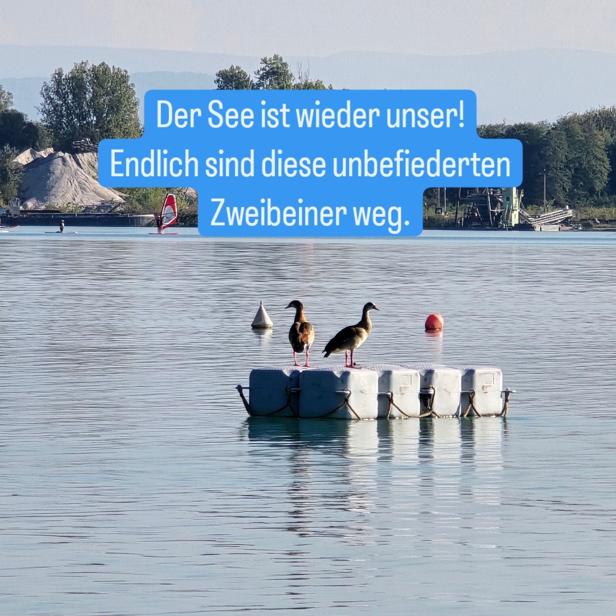 Zwei Gänse stehen auf einem Ponton im Baggersee.