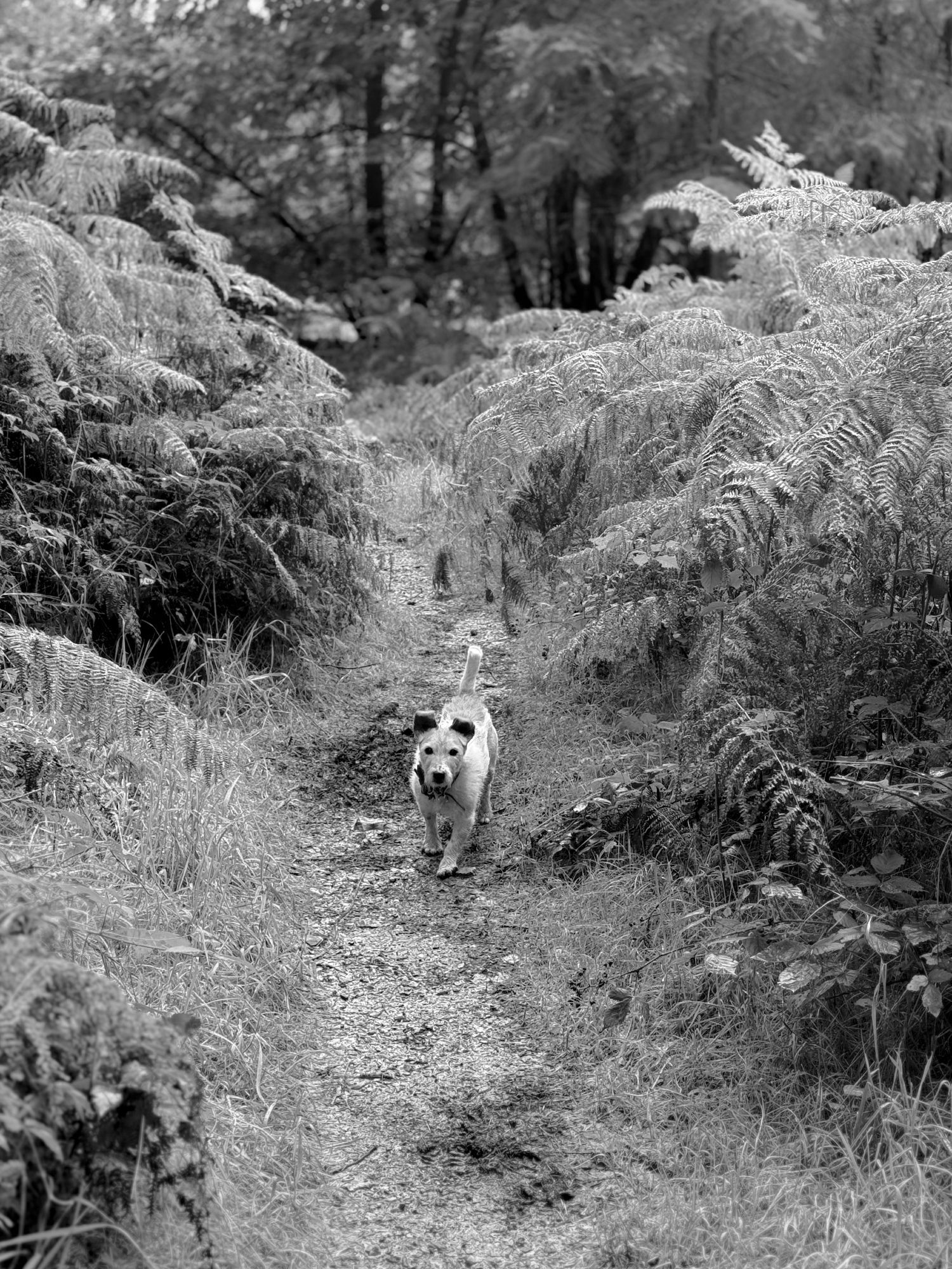 Ralph the Jack Russell hopping through the ferns in Chawton Park Woods, Hampshire